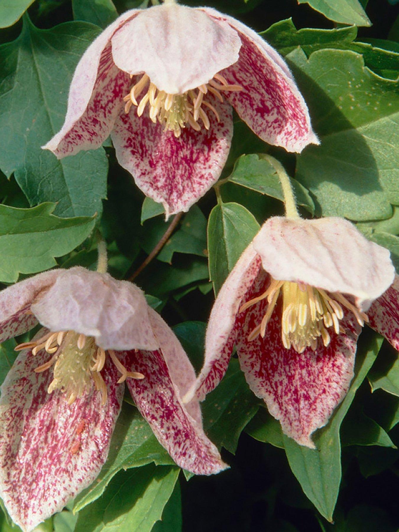  image of you-garden-clematis-evergreen-freckles-3-x-7cm-pot