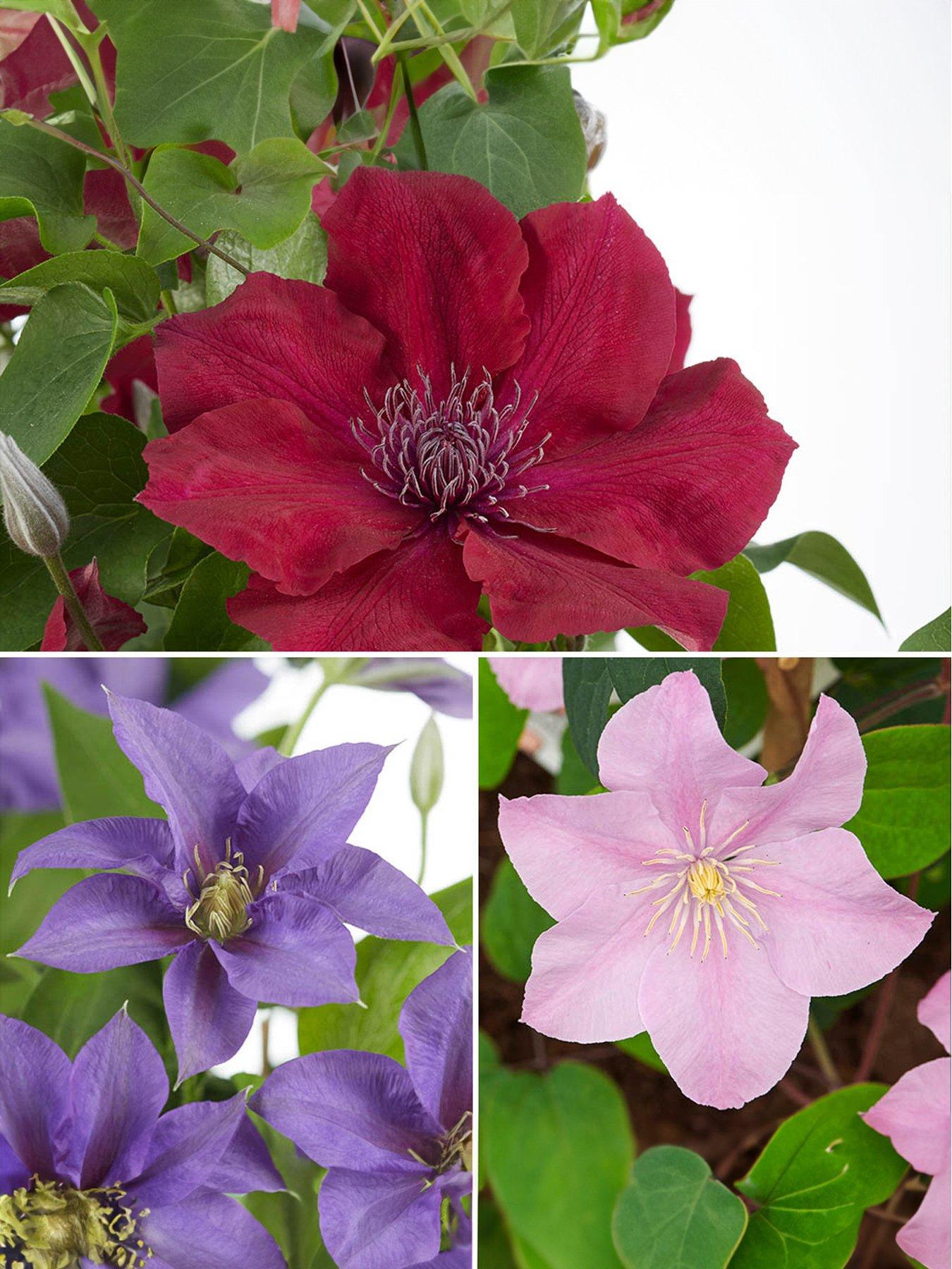 You Garden Boulevard Patio Clematis Collection (3 x 10.5cm Pots)