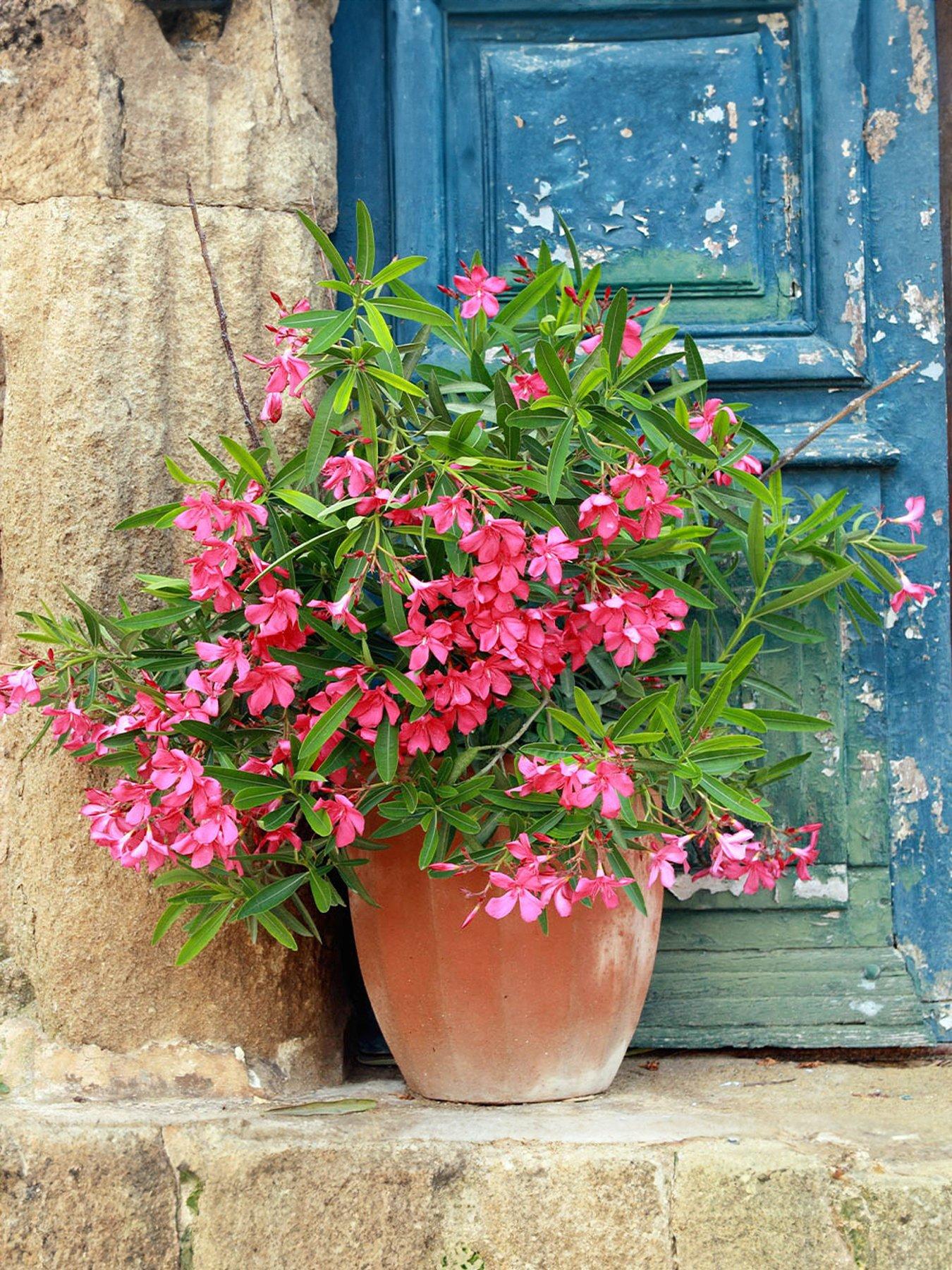 You Garden Pair of Oleander Bushes - Pink