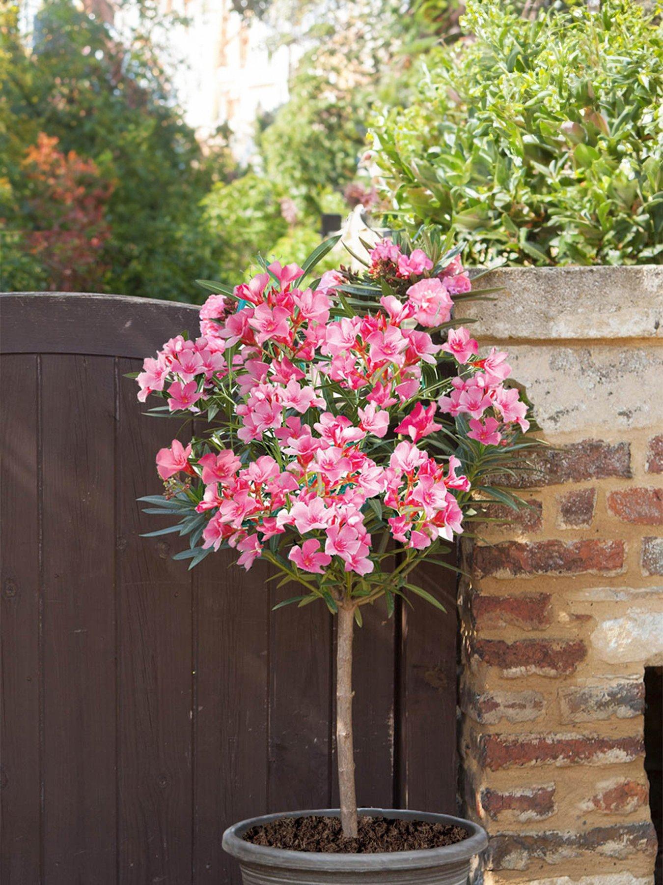 You Garden Pair of Oleander Standards - Pink