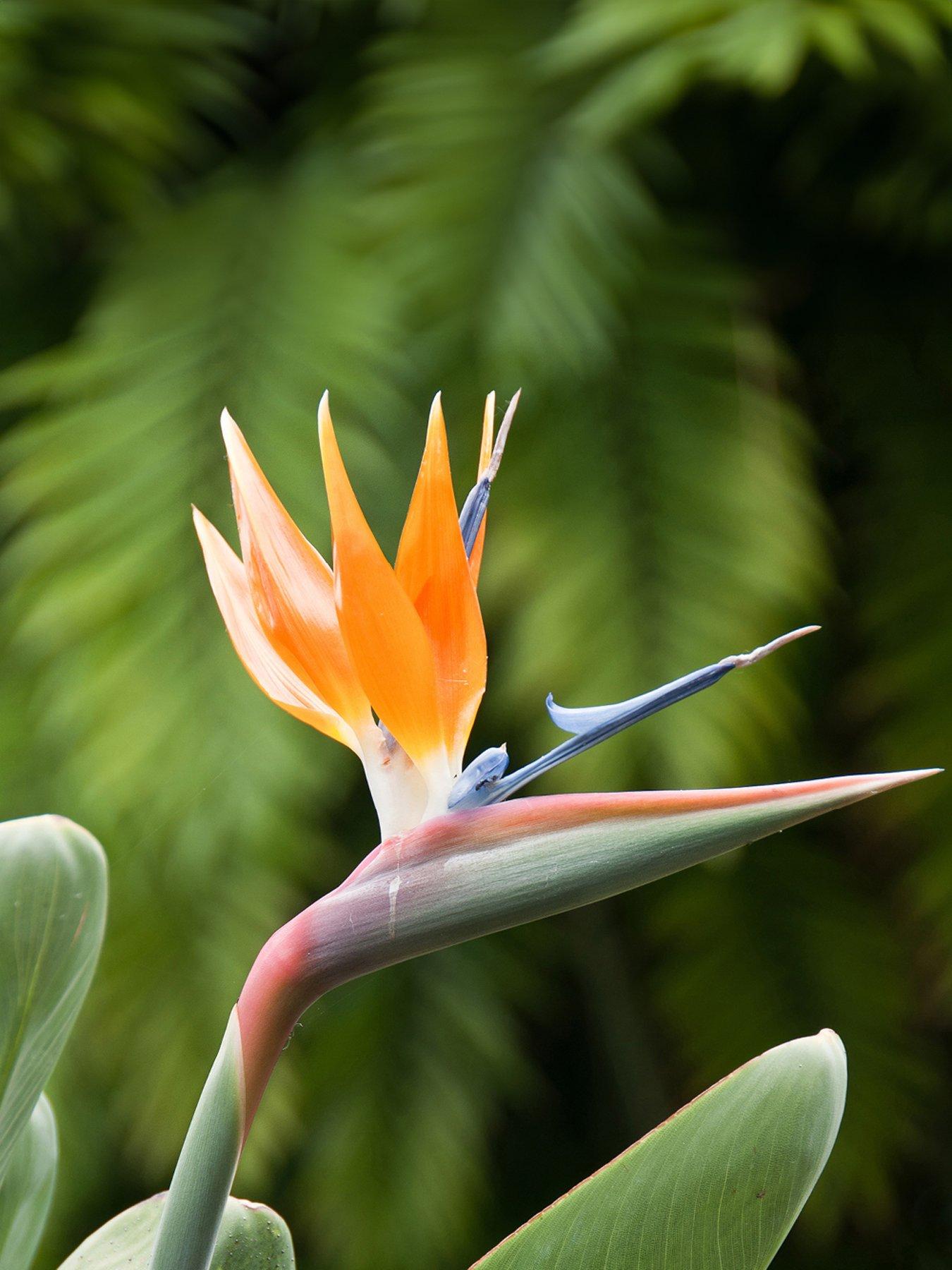 Image 1 of 5 of You Garden Bird of Paradise - Strelitzia regina (9cm Pot)