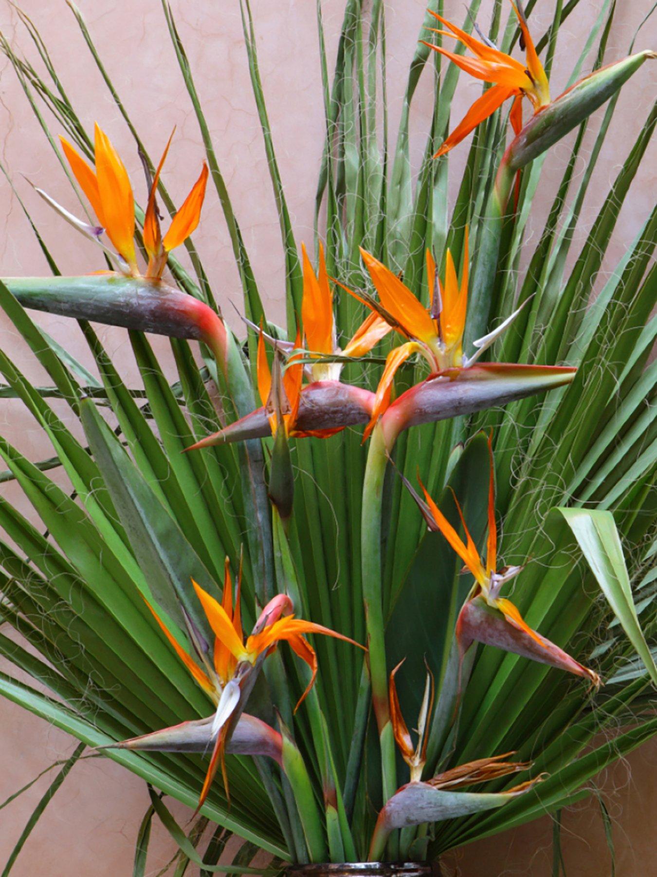 Image 2 of 5 of You Garden Bird of Paradise - Strelitzia regina (9cm Pot)