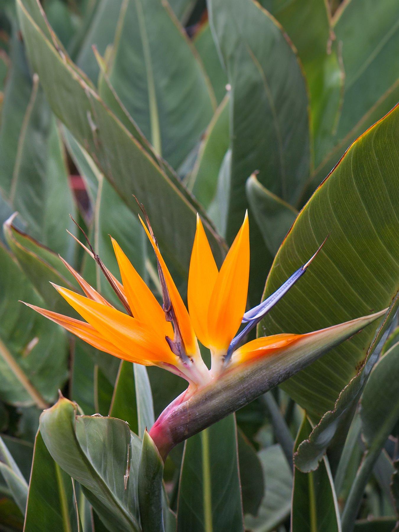 Image 3 of 5 of You Garden Bird of Paradise - Strelitzia regina (9cm Pot)