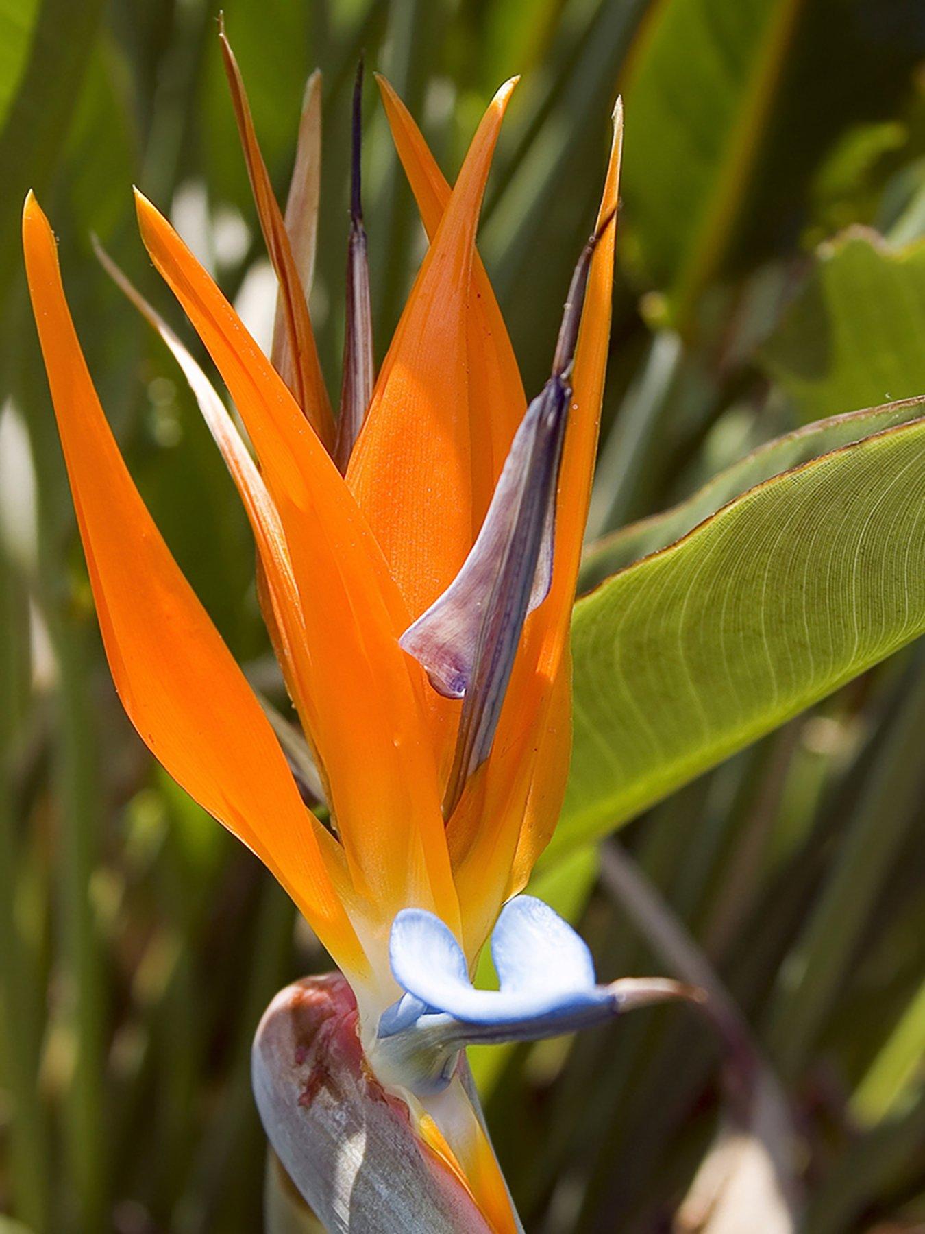 Image 4 of 5 of You Garden Bird of Paradise - Strelitzia regina (9cm Pot)