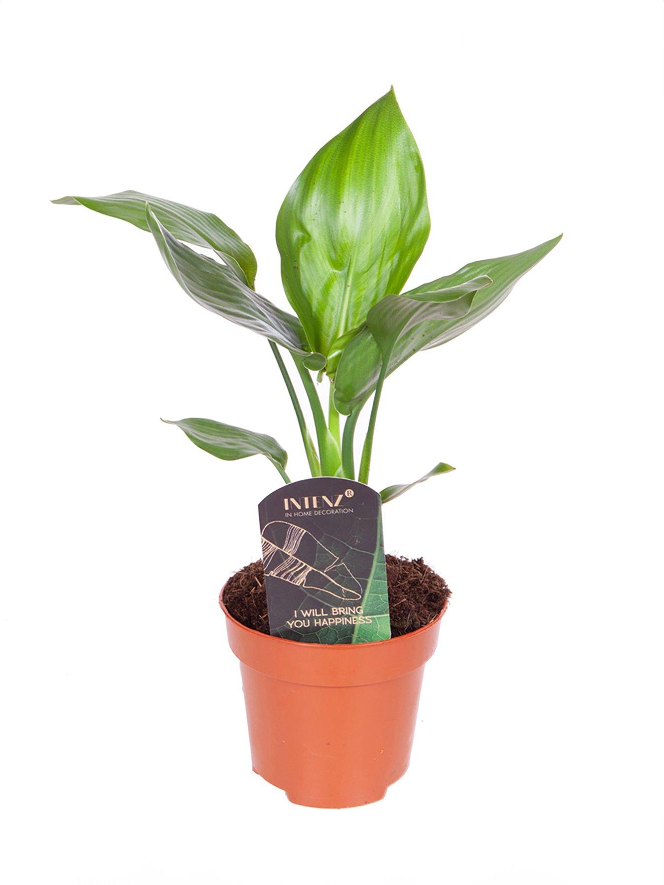 Image 5 of 5 of You Garden Bird of Paradise - Strelitzia regina (9cm Pot)