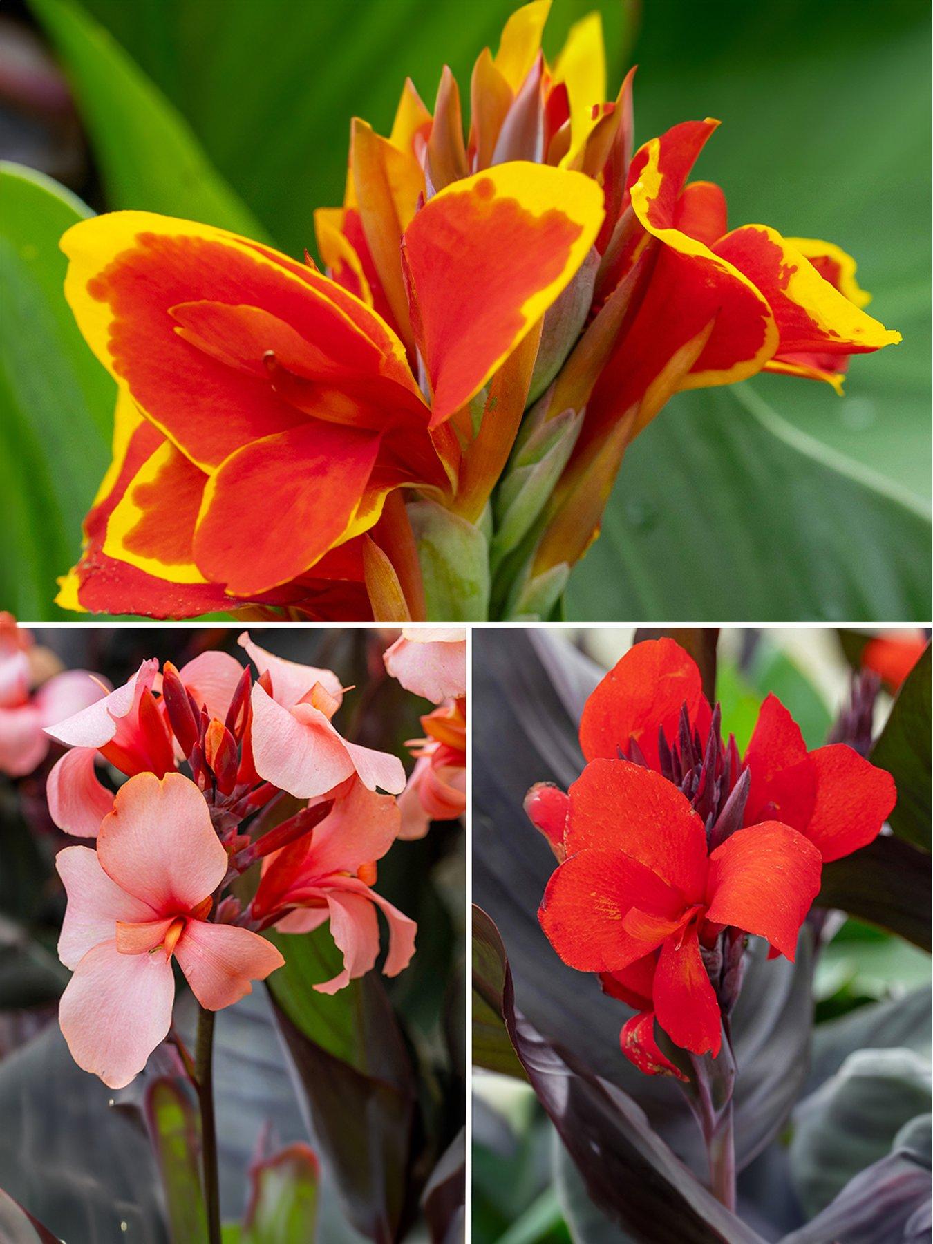 undefined Canna Cannova Collection (3 x 9cm Pot)