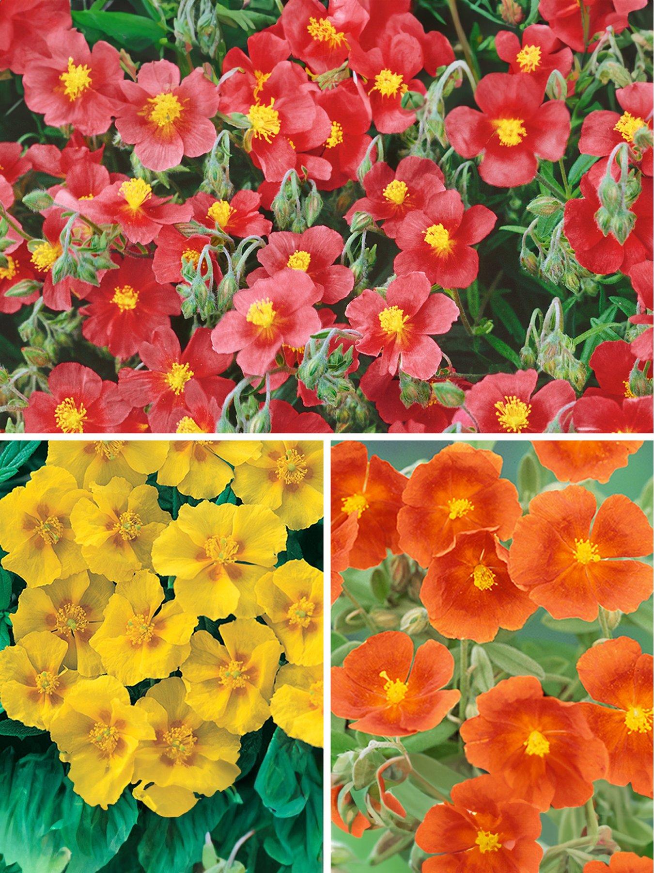 undefined Helianthemum Rock Roses Collection (6 Plug Plants)