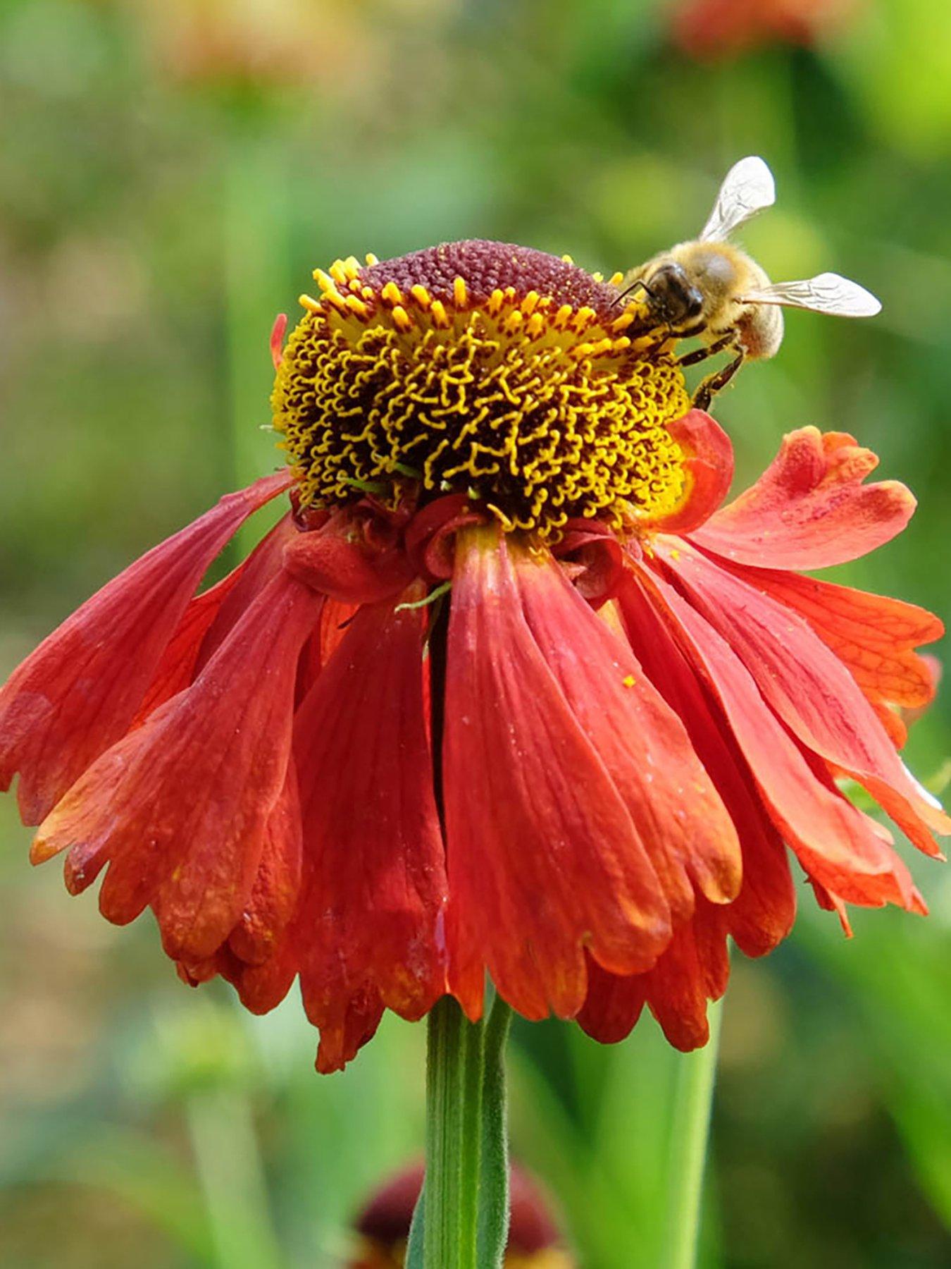 Image 1 of 4 of You Garden Helenium Moerheim Beauty (3 x 9cm Pots)
