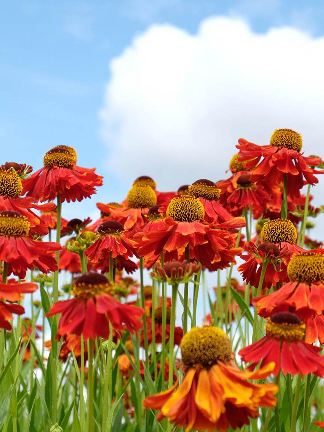 Image 2 of 4 of You Garden Helenium Moerheim Beauty (3 x 9cm Pots)