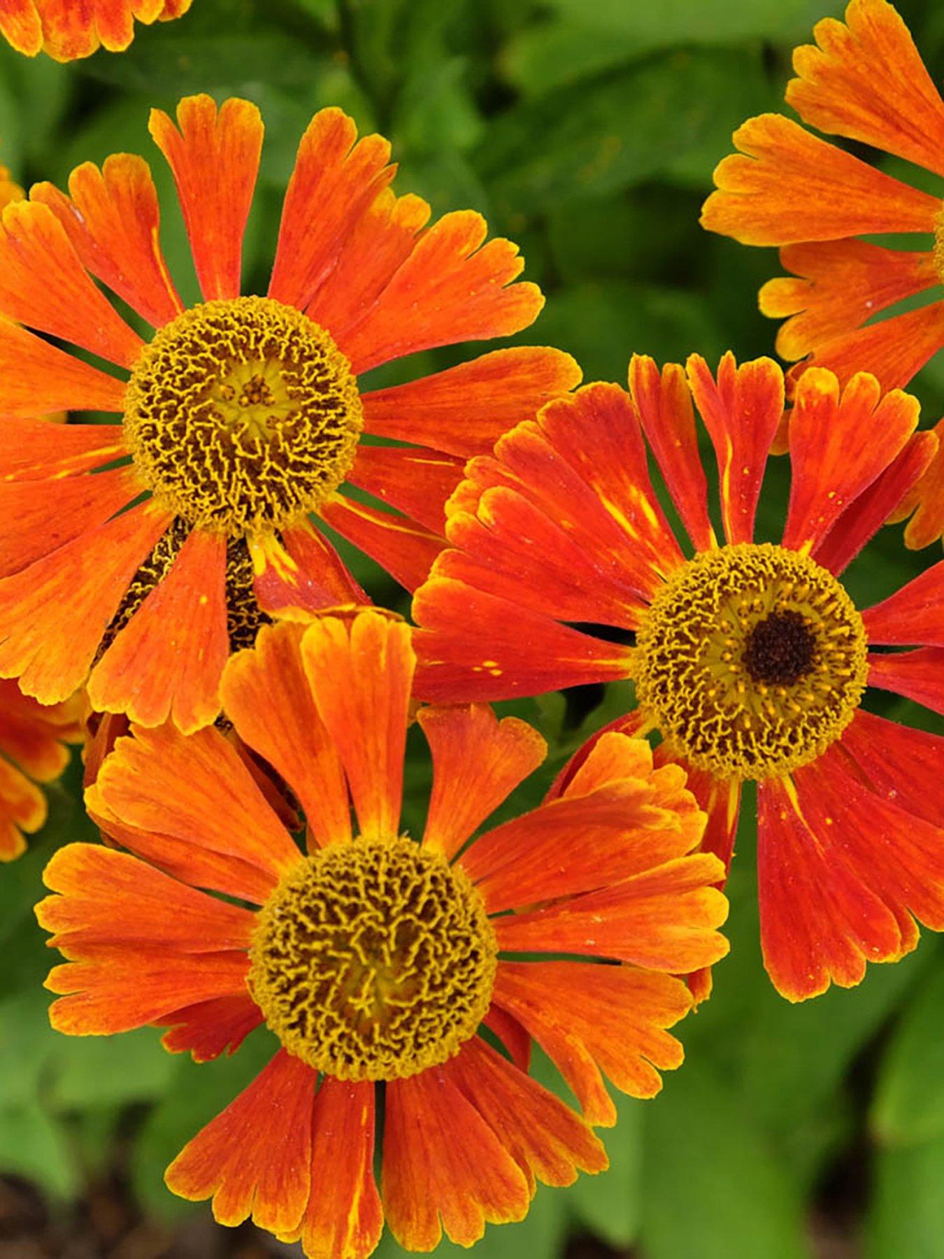Image 3 of 4 of You Garden Helenium Moerheim Beauty (3 x 9cm Pots)