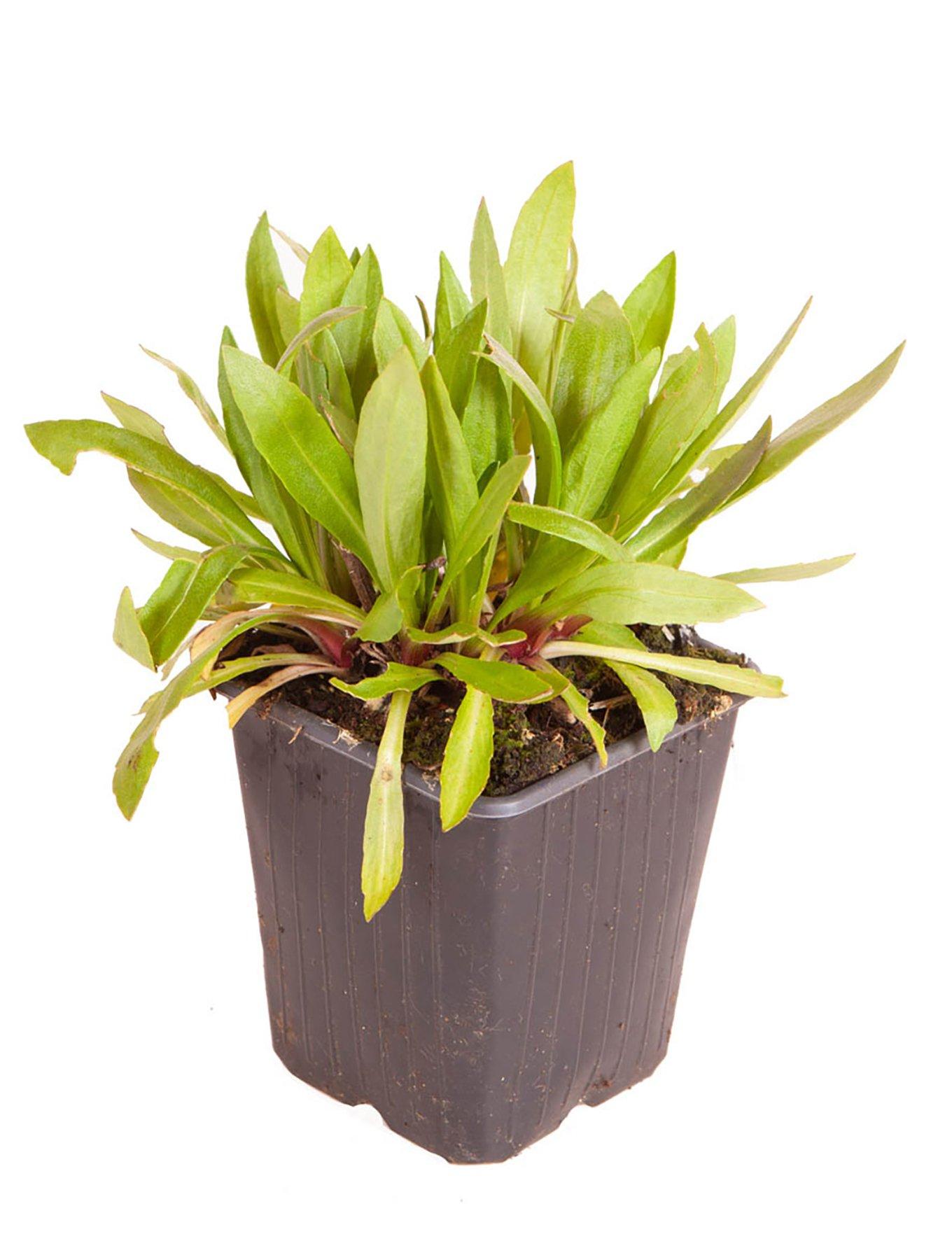 Image 4 of 4 of You Garden Helenium Moerheim Beauty (3 x 9cm Pots)