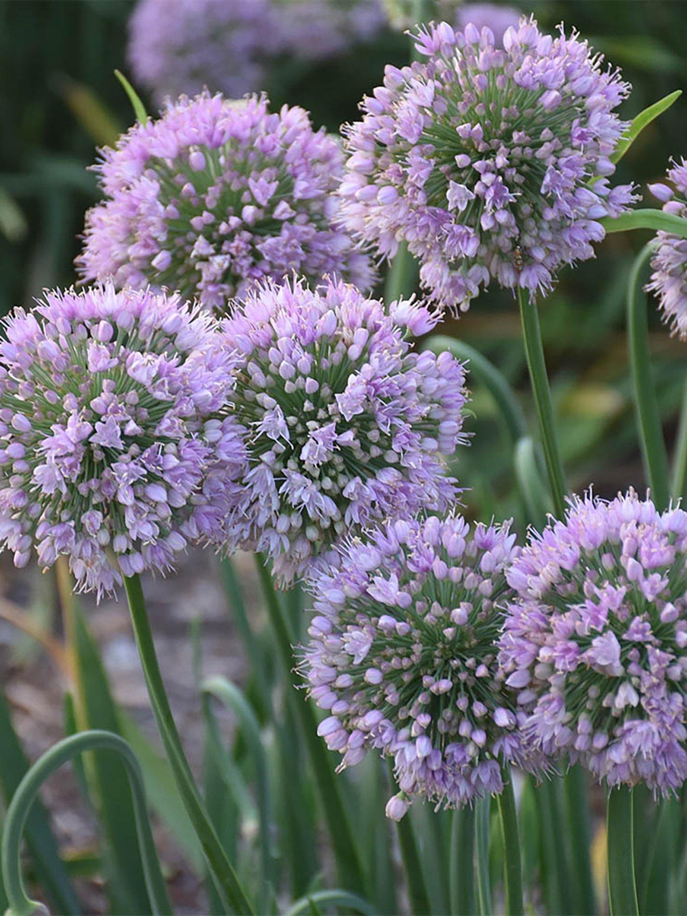 you-garden-allium-bubble-bath-3-x-9cm-pots