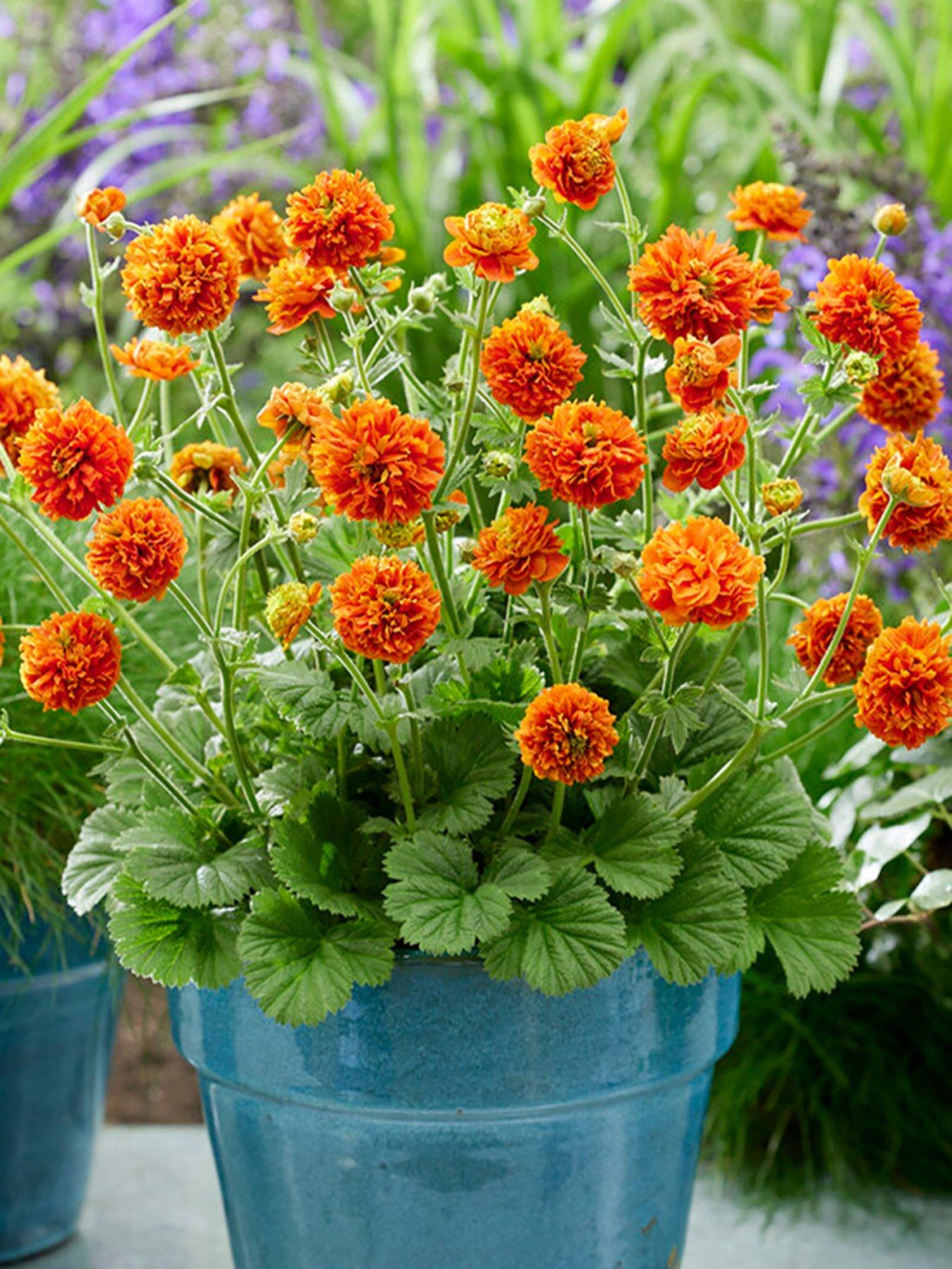 You Garden Geum Orange Pumpkin (3 x 9cm Pots)
