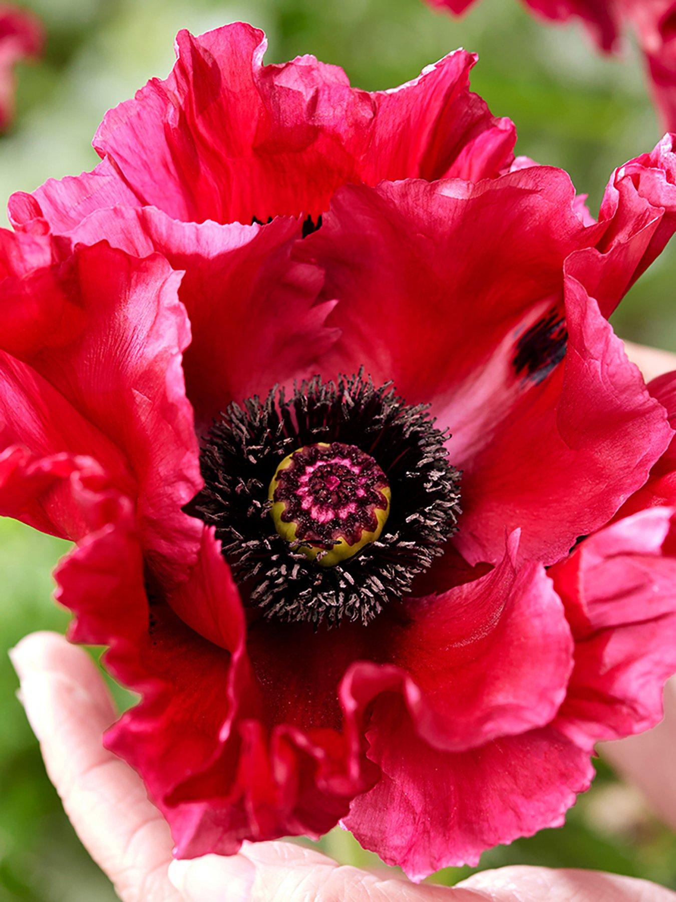 You Garden Oriental Poppy 'Red Rumble' - Papaver (3 x 9cm Pots)