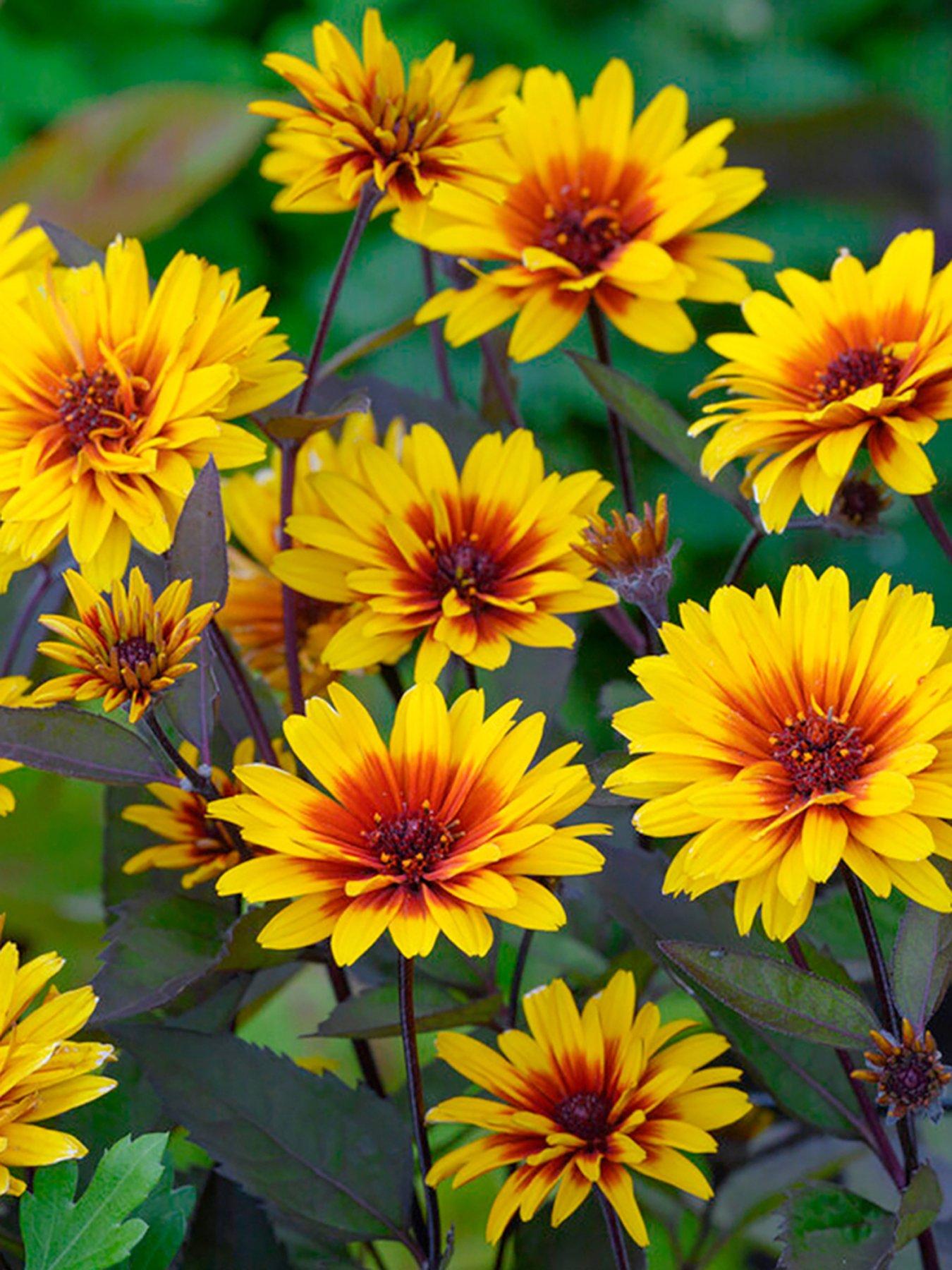 undefined Heliopsis Funky Spinner (3 x 9cm Pots)