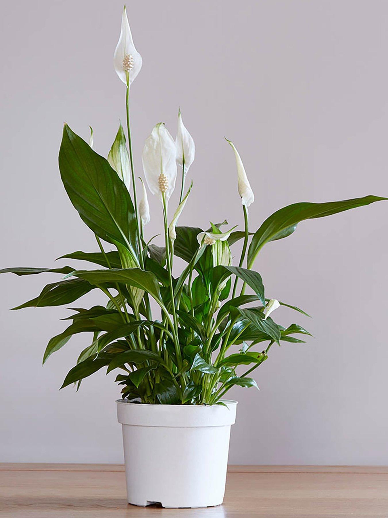 undefined Peace Lily - Spathiphyllum Cupido (9cm Pot)