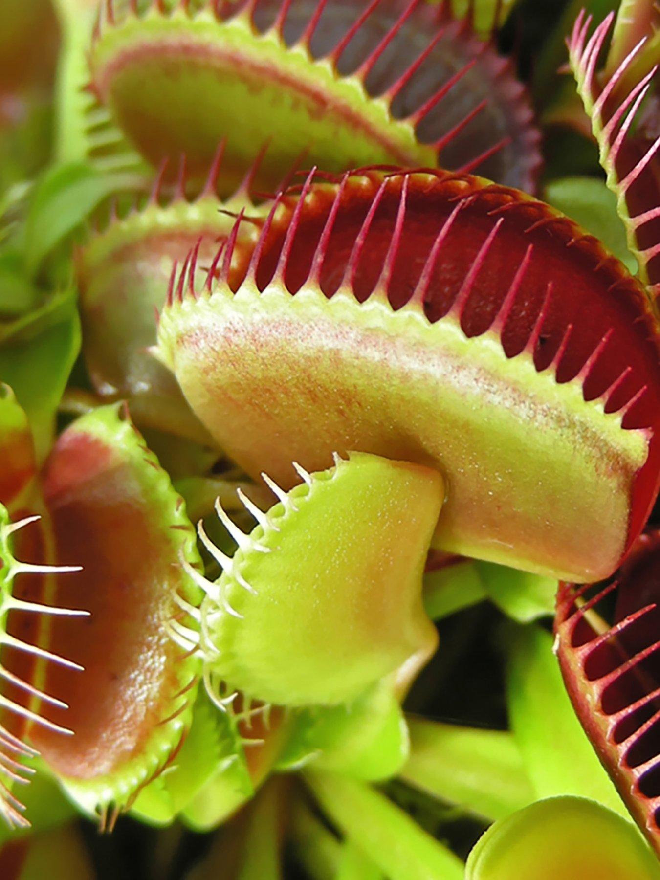 undefined Venus Fly Trap (Dionaea) 12cm Pot