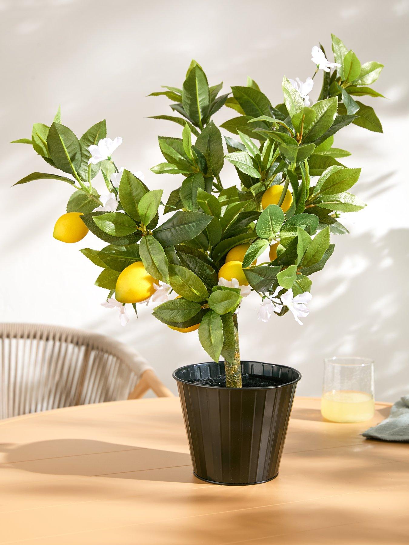  image of the-very-collection-lemon-table-top-tree