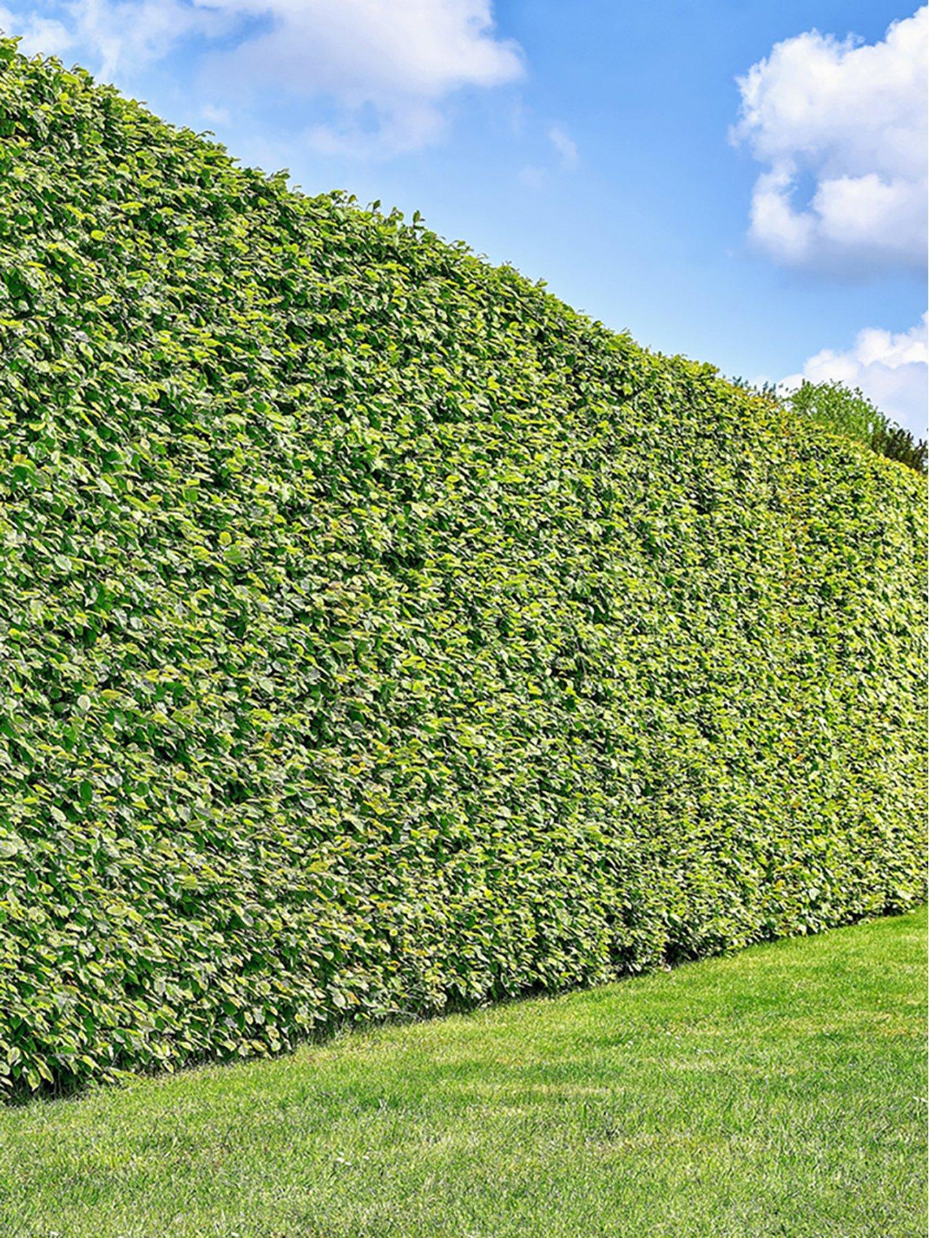you-garden-hornbeam-hedging-carpinus-betulus-3-x-3l-pots