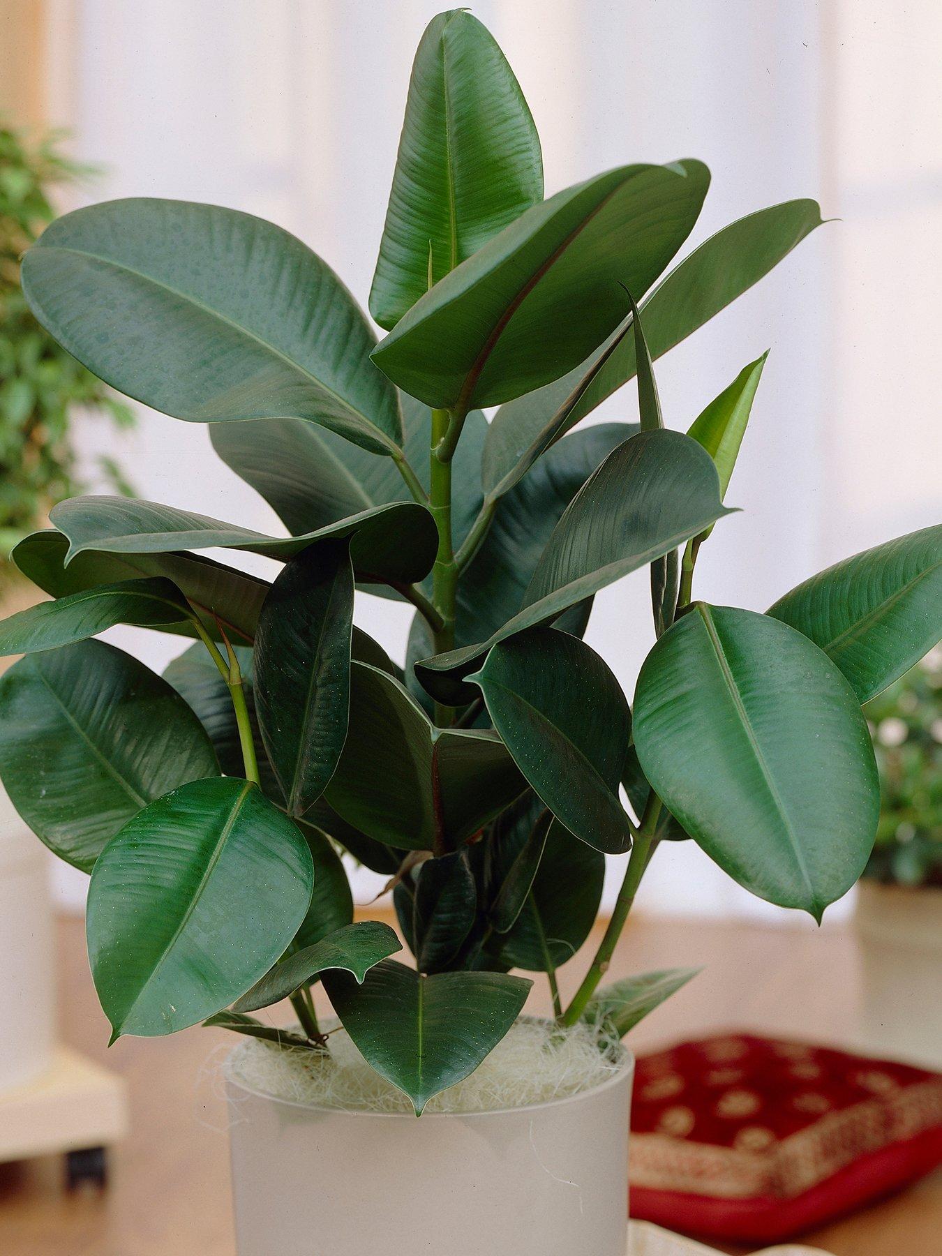 You Garden Ficus elastica 12cm
