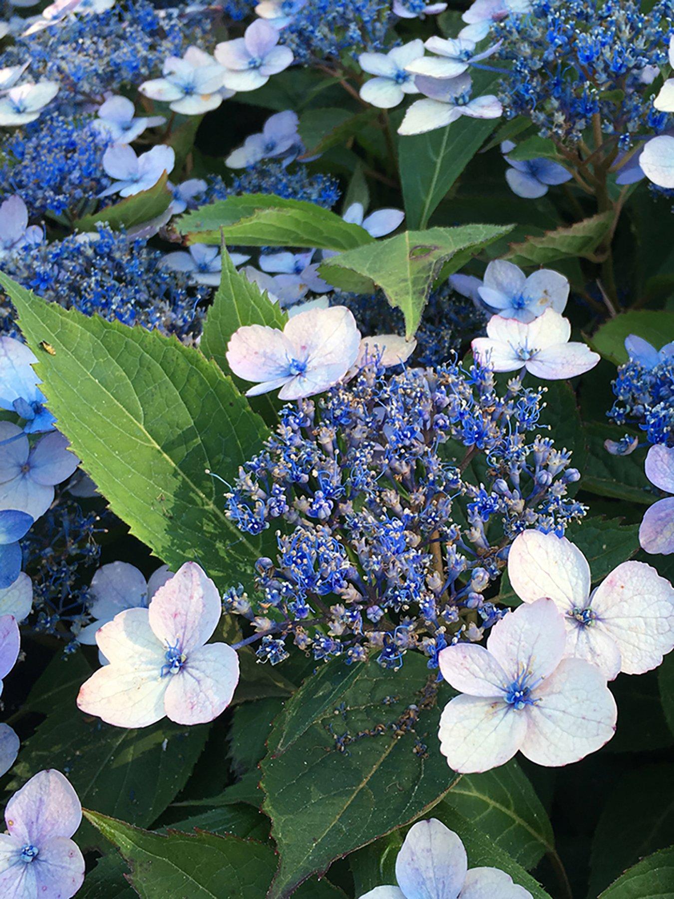 you-garden-hydrangea-serrata-magic-pillow-9cm