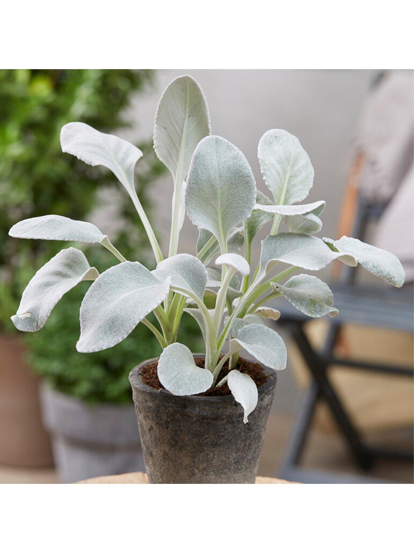 Image 1 of 3 of You Garden Senecio candicans Angel Wings 9cm