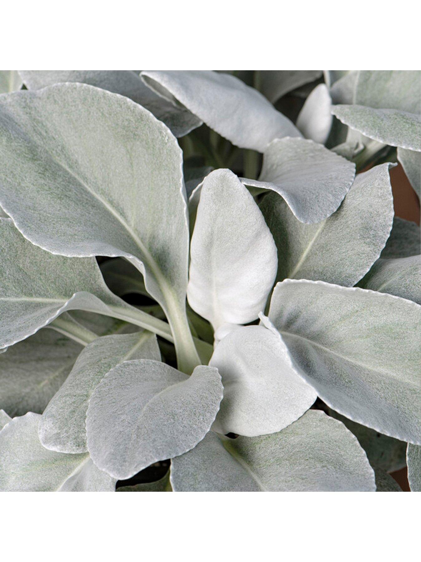 Image 2 of 3 of You Garden Senecio candicans Angel Wings 9cm