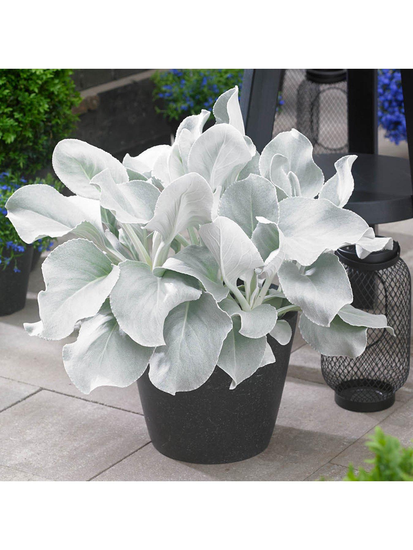 Image 3 of 3 of You Garden Senecio candicans Angel Wings 9cm