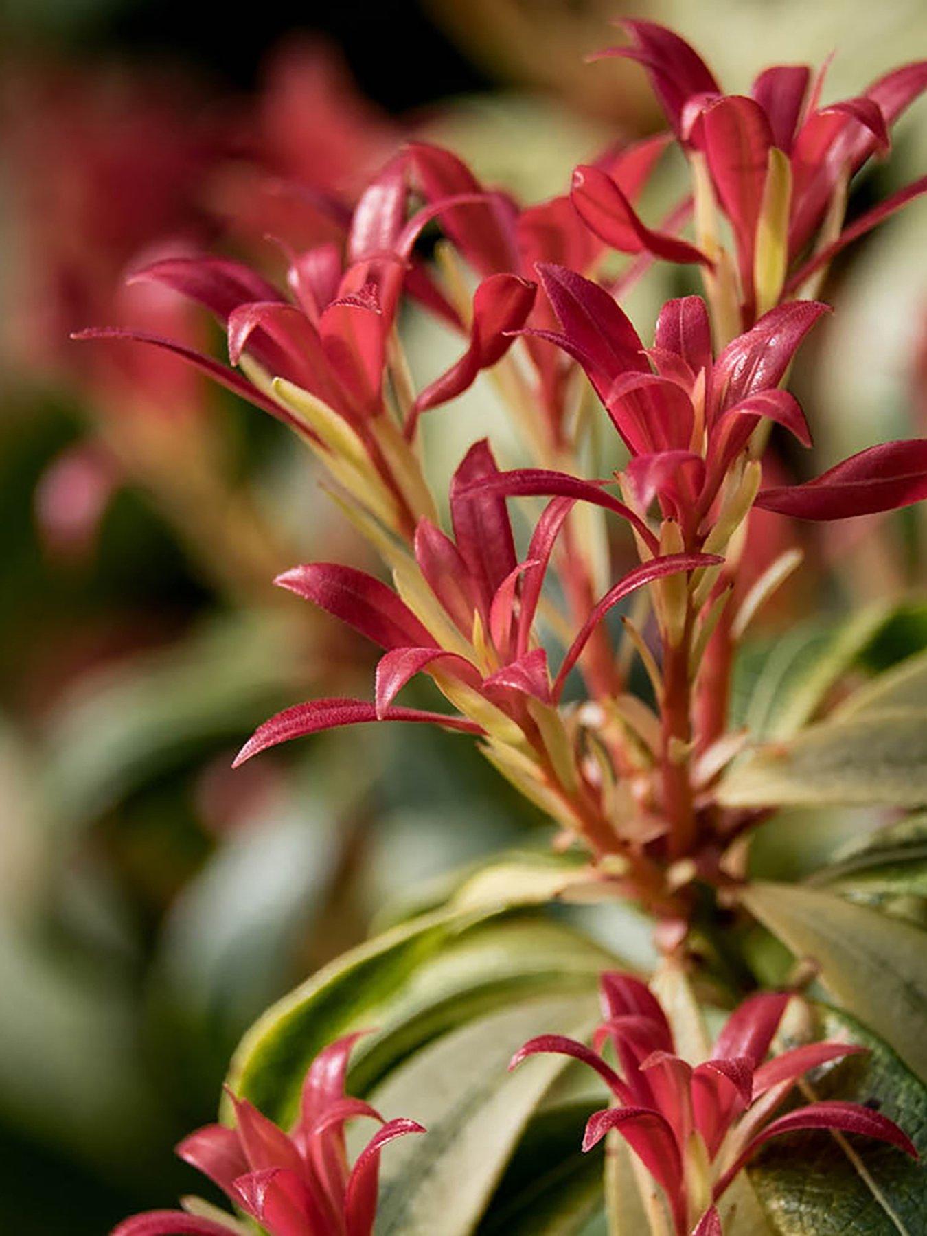 You Garden Pieris Flaming Silver 8/9cm