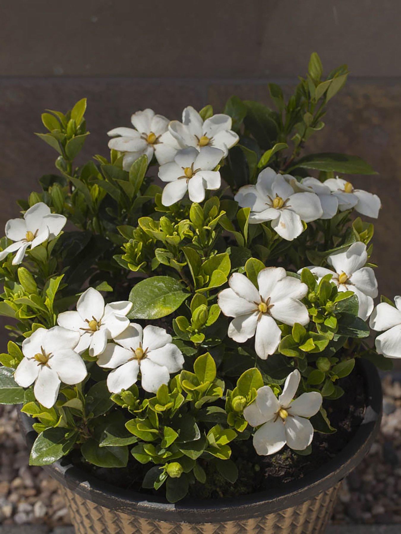 undefined Gardenia 'Kleim's Hardy' 9cm
