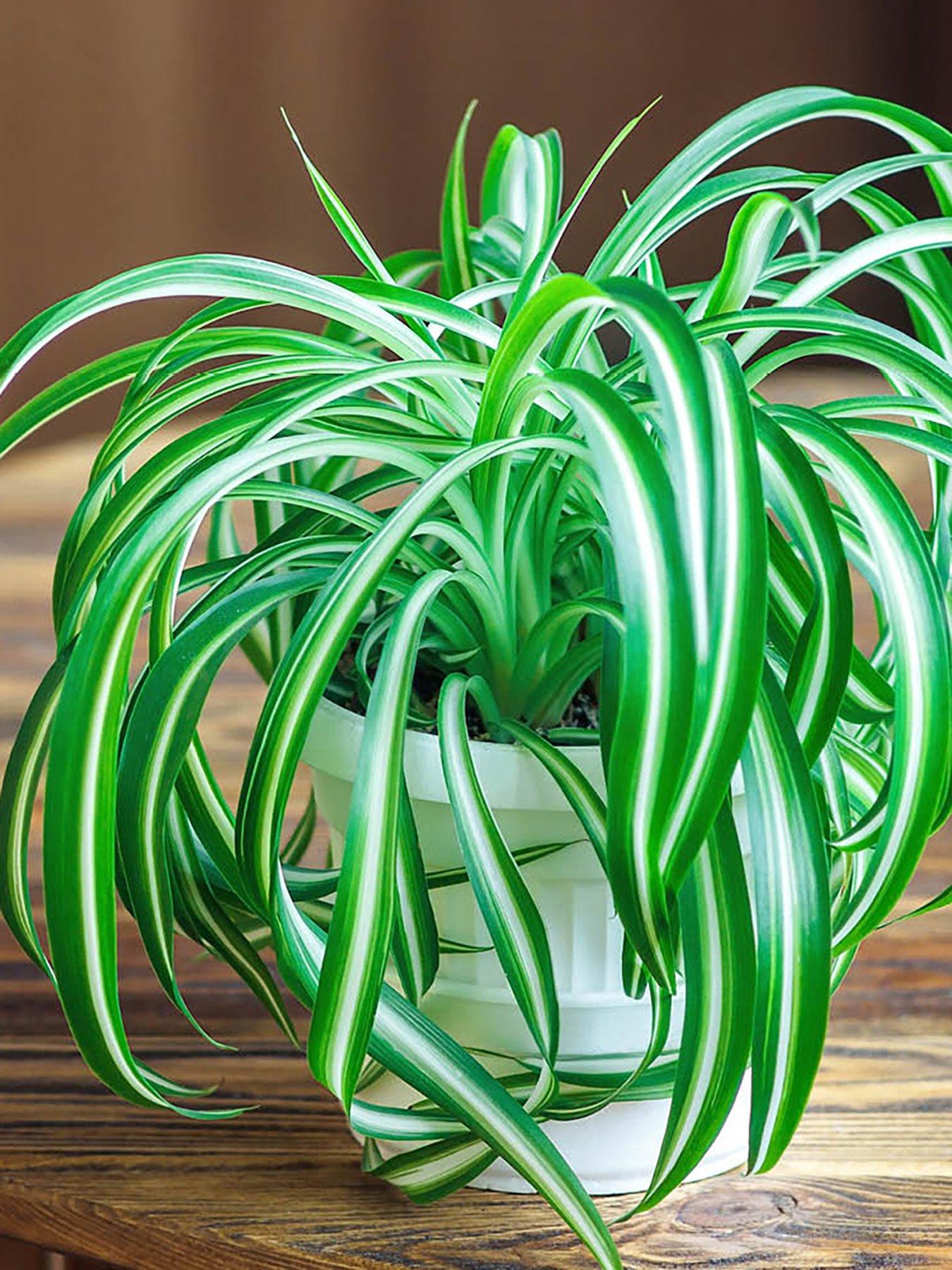 undefined Spider Plant (Chlorophytum comosum) 12cm Pot