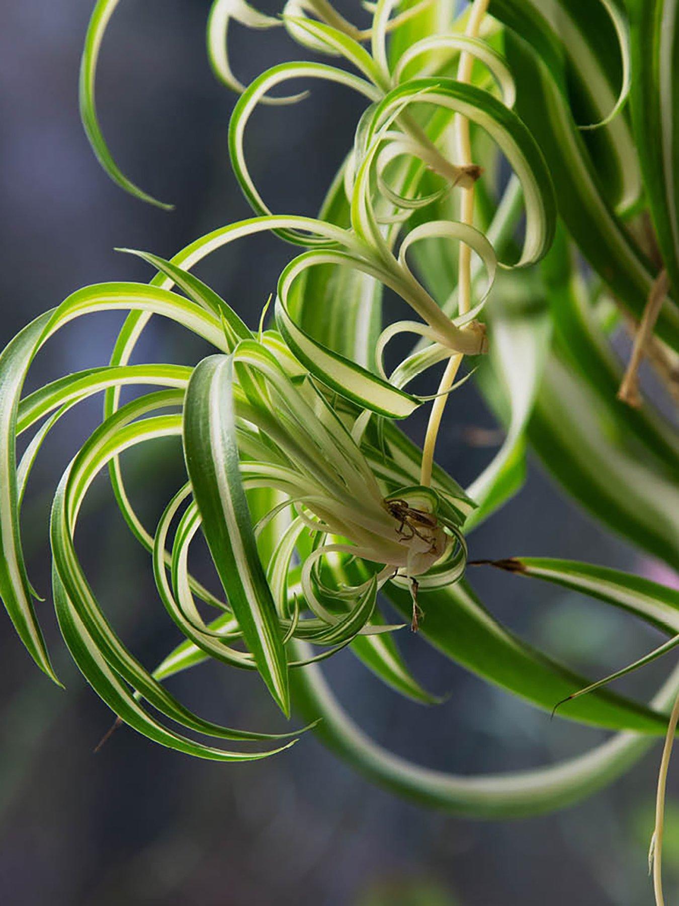 Chlorophytum 12cm, set of 3, green lily