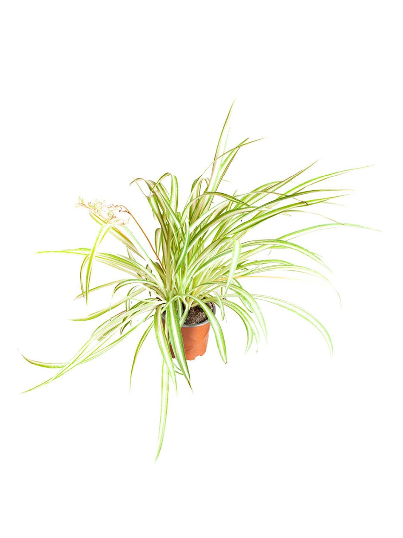 Image 3 of 3 of You Garden Spider Plant (Chlorophytum comosum) 12cm Pot