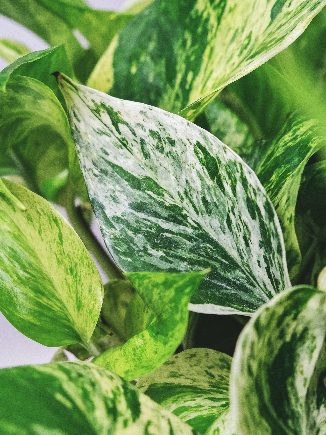 You Garden Epipremnum pinnatum Marble Queen 12cm