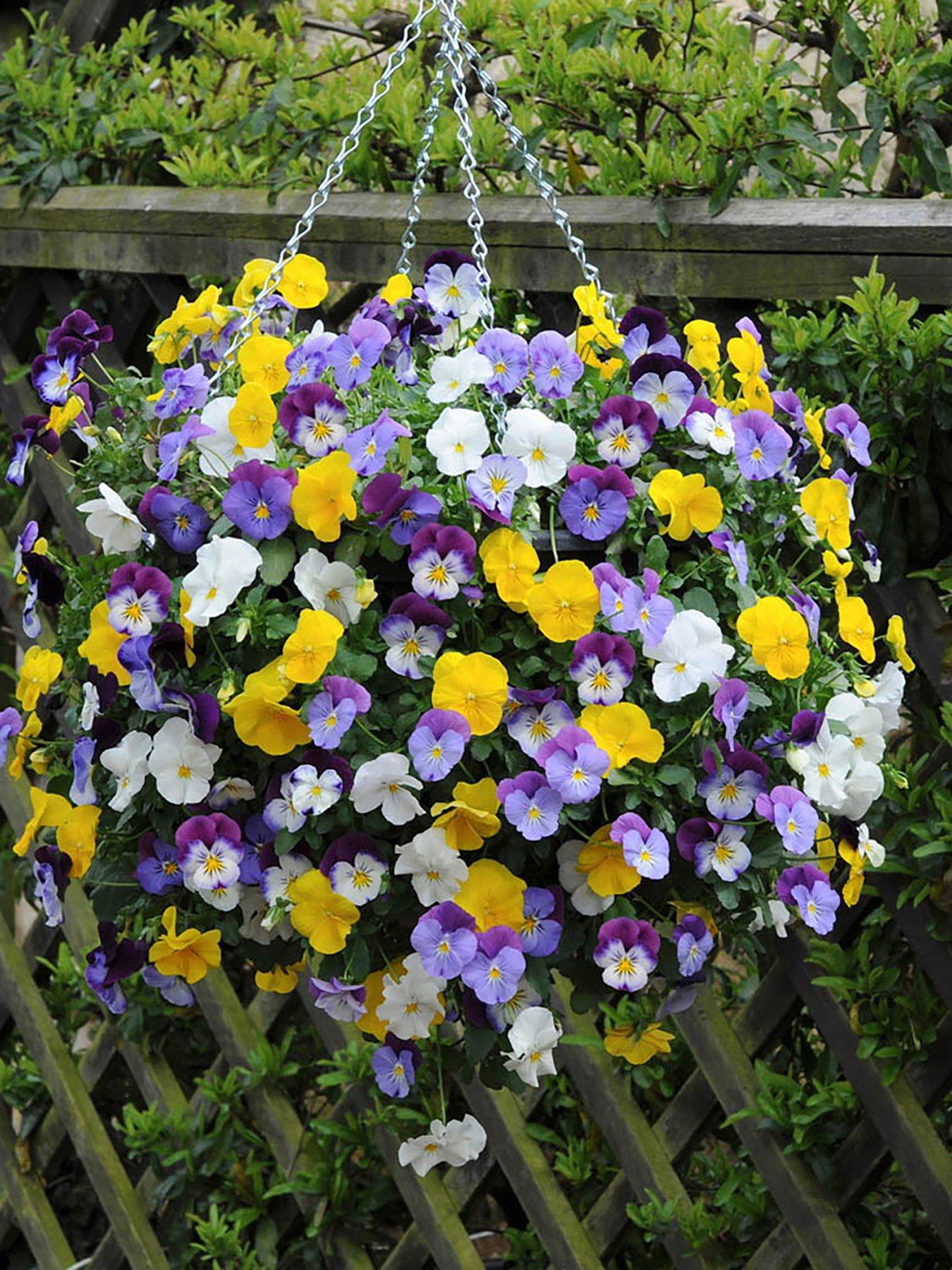 undefined Pansy Cool Wave - 20 Garden Ready Plants