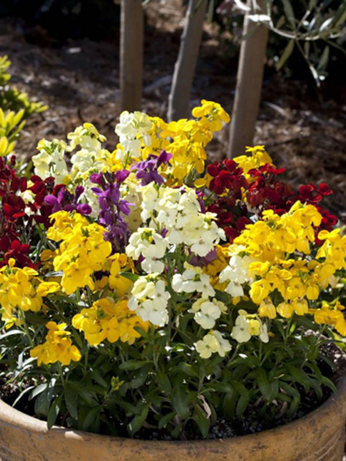 Image 1 of 7 of You Garden Wallflower Sugar Rush - 20 Garden Ready Plants