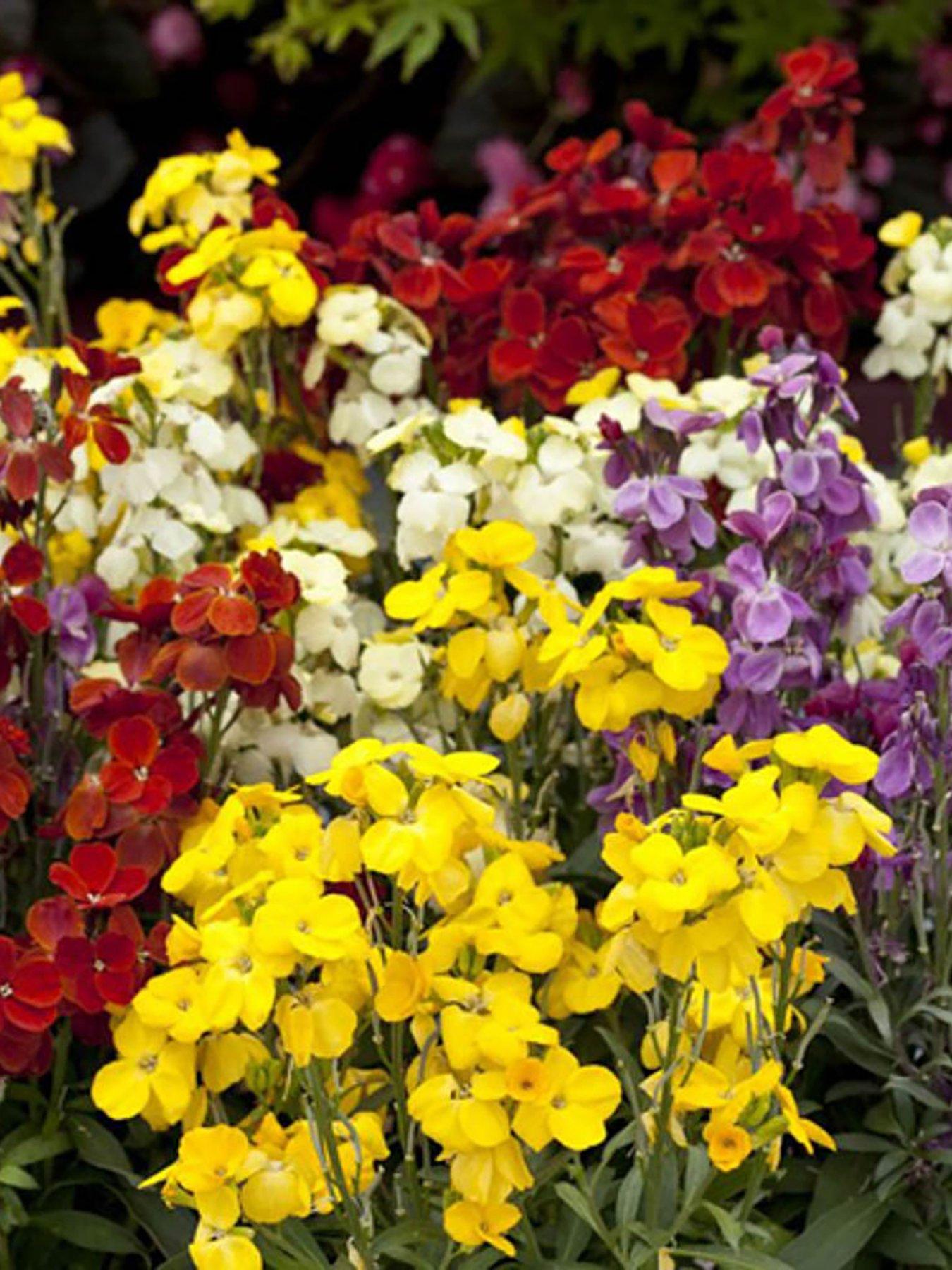 Image 2 of 7 of You Garden Wallflower Sugar Rush - 20 Garden Ready Plants