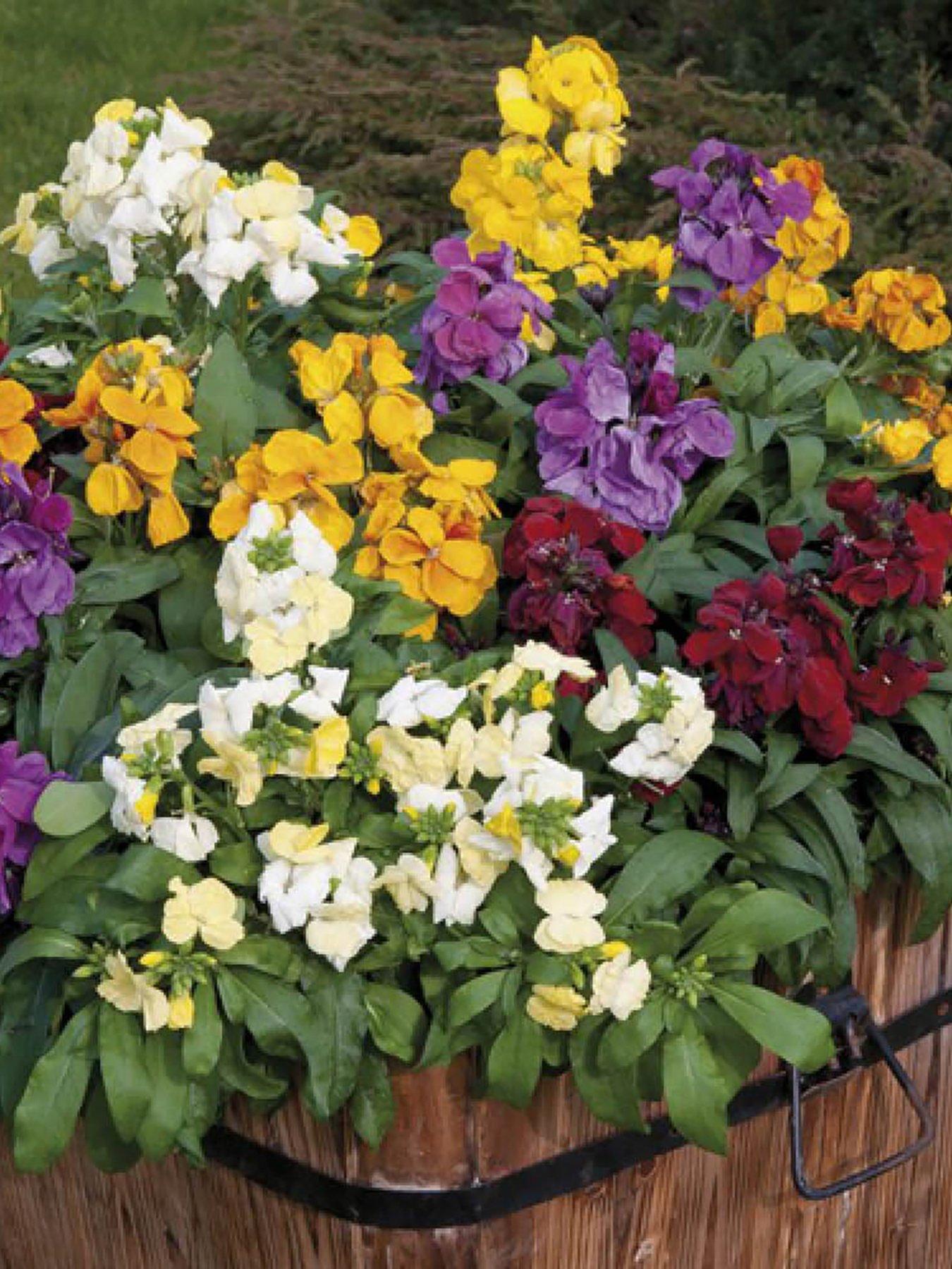 Image 3 of 7 of You Garden Wallflower Sugar Rush - 20 Garden Ready Plants