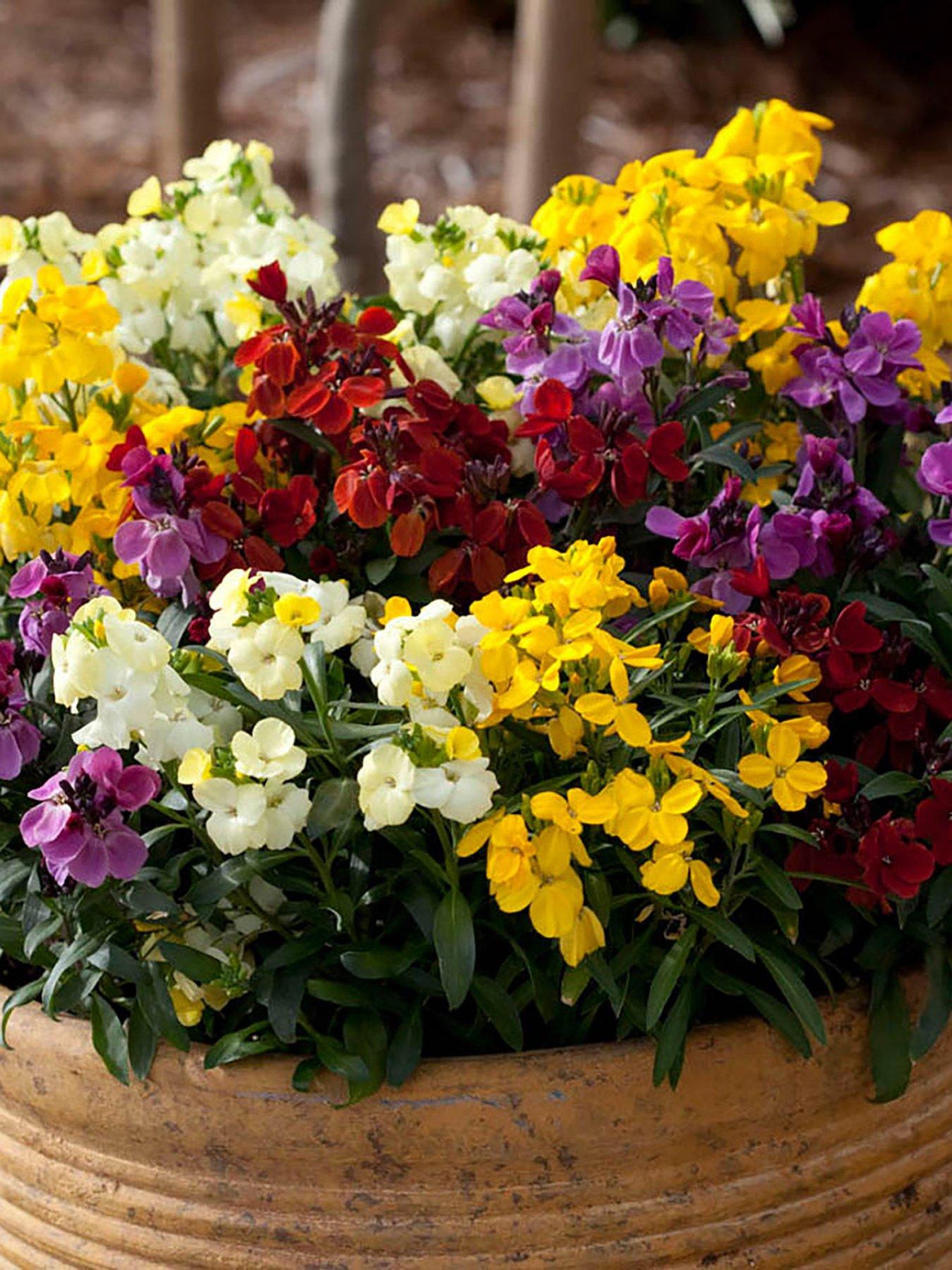 Image 4 of 7 of You Garden Wallflower Sugar Rush - 20 Garden Ready Plants