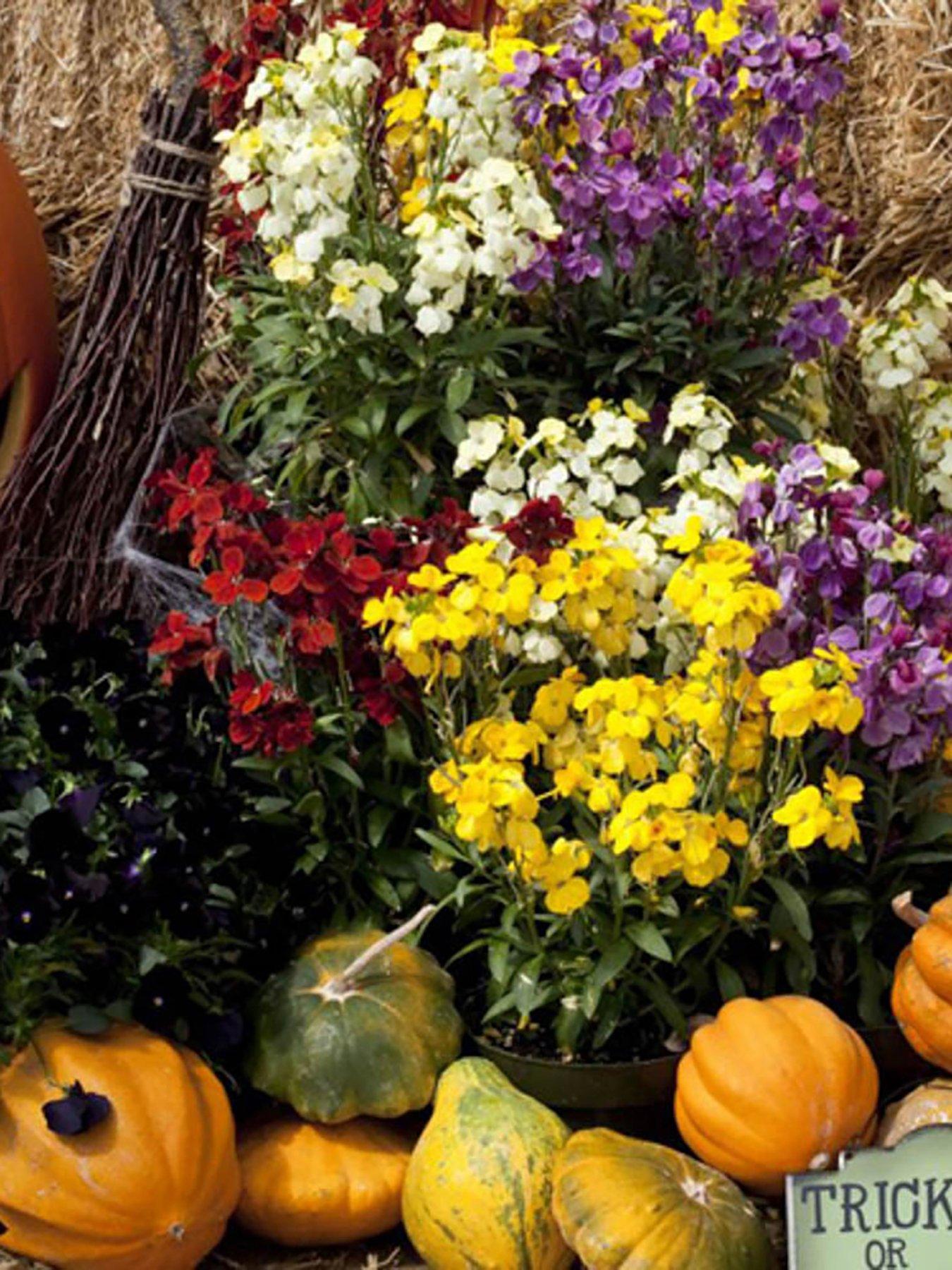 Image 5 of 7 of You Garden Wallflower Sugar Rush - 20 Garden Ready Plants