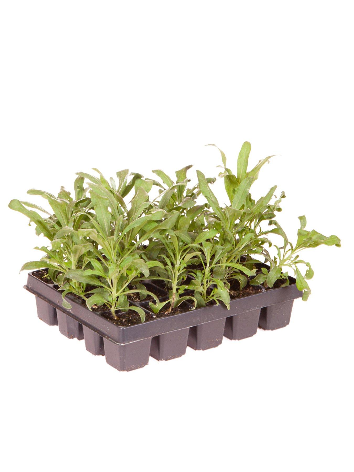 Image 6 of 7 of You Garden Wallflower Sugar Rush - 20 Garden Ready Plants