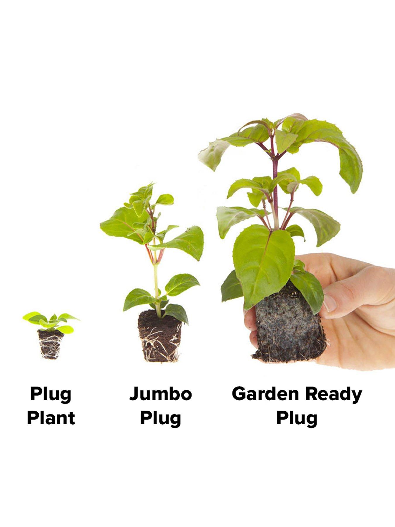 Image 7 of 7 of You Garden Wallflower Sugar Rush - 20 Garden Ready Plants