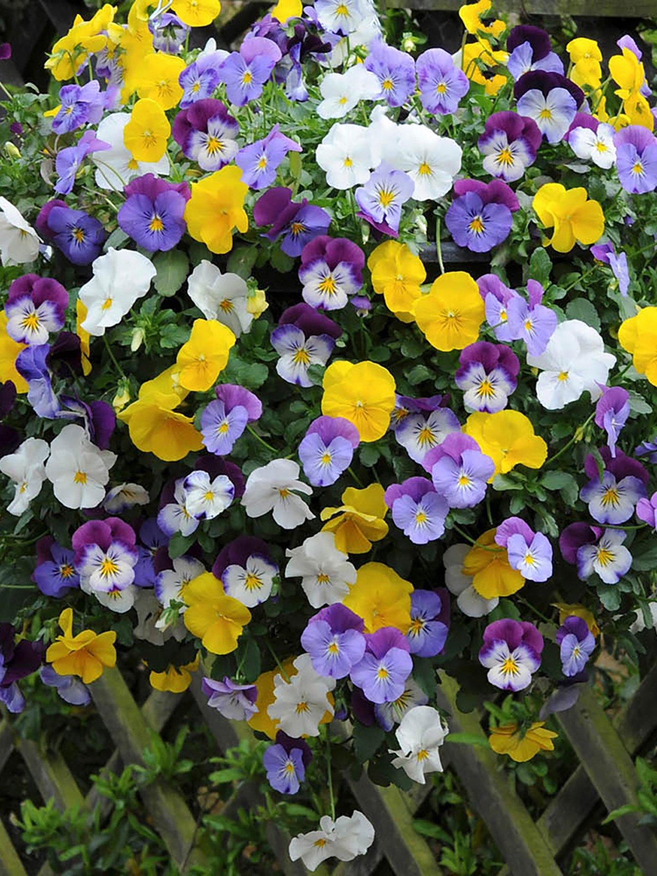 undefined Pair of Pansy Cool Wave Hanging Baskets (25cm)
