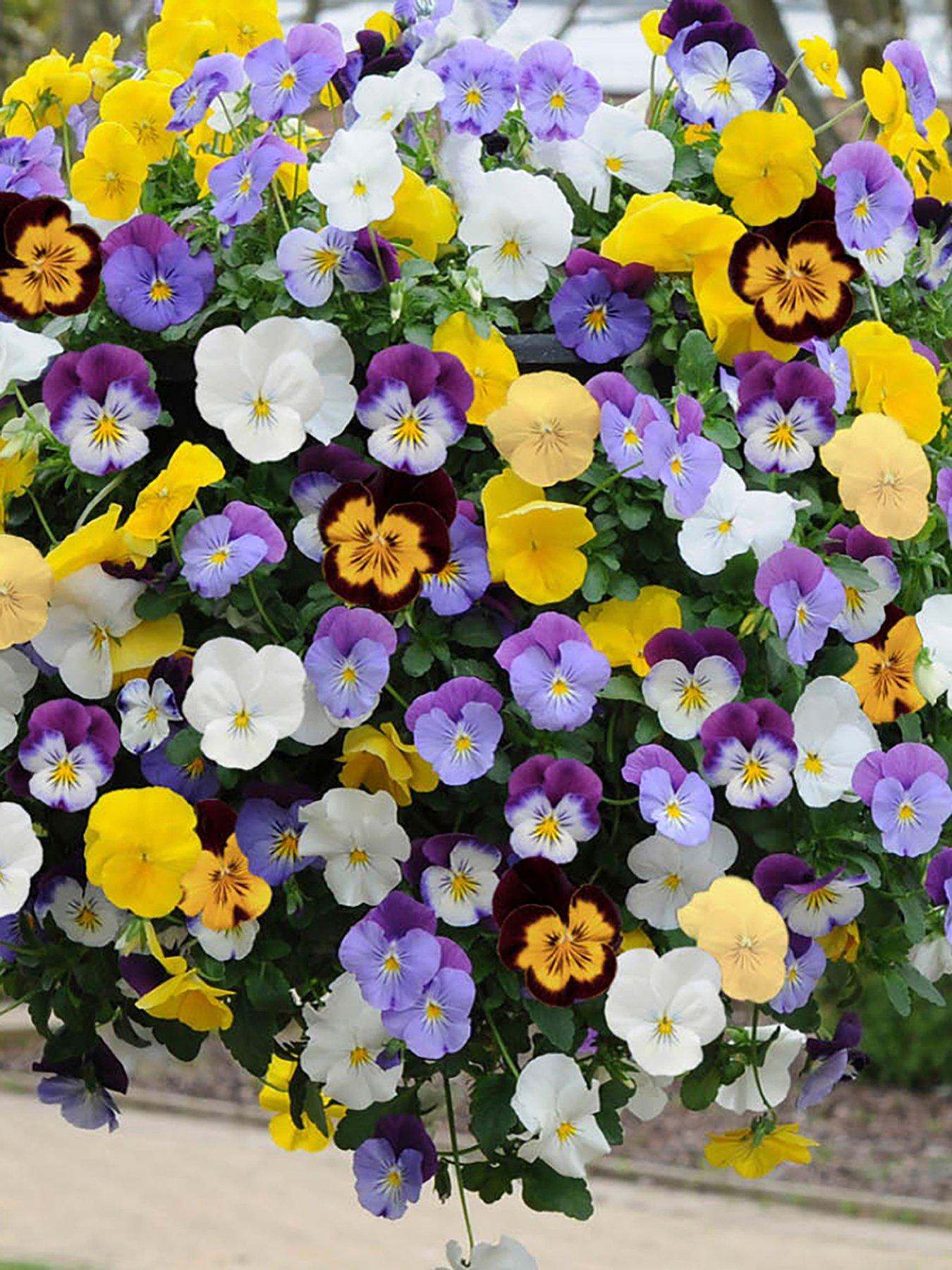 Image 2 of 3 of You Garden Pair of Pansy Cool Wave Hanging Baskets (25cm)
