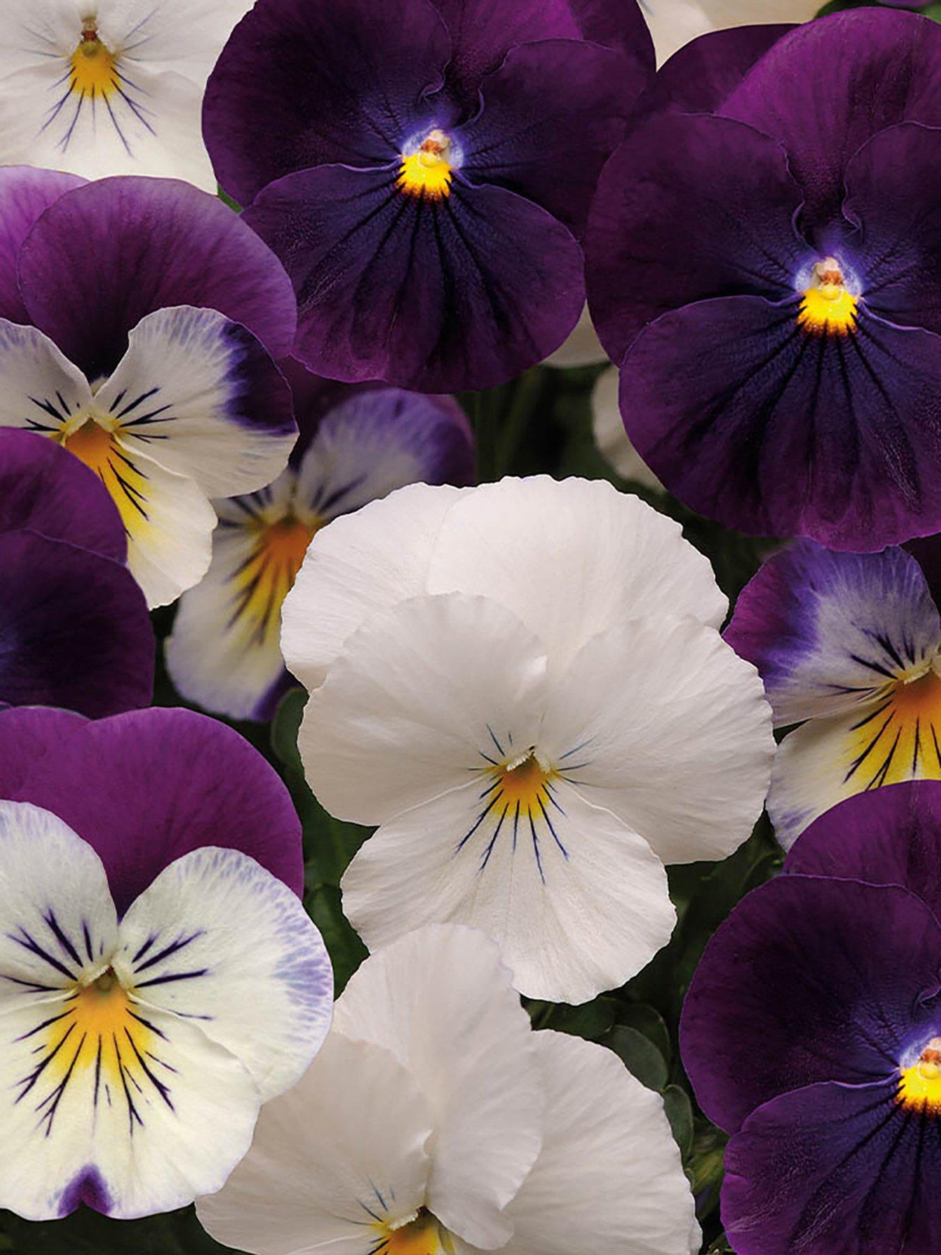 You Garden Pair of Pansy Cool Wave Berries  &  Cream Hanging Baskets (25cm)