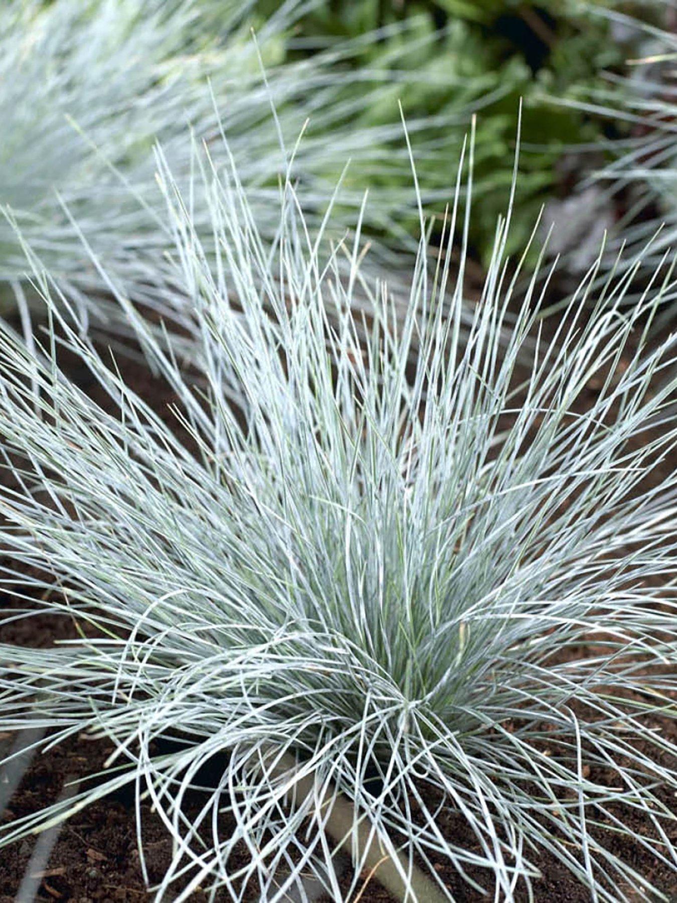  image of you-garden-blue-festuca-grass-9cm-pot