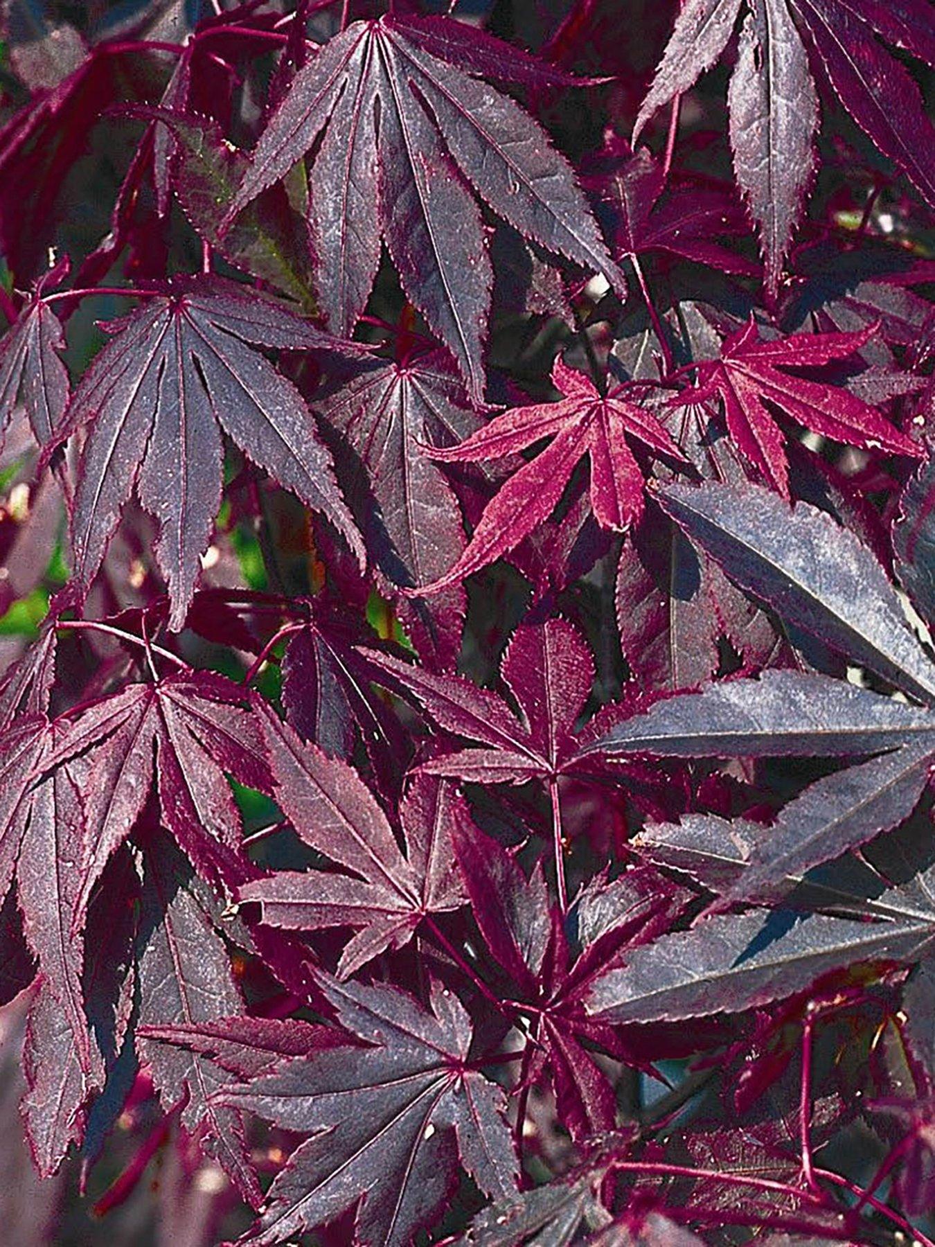  image of you-garden-acer-palmatum-atropurpureum-105cm-pot