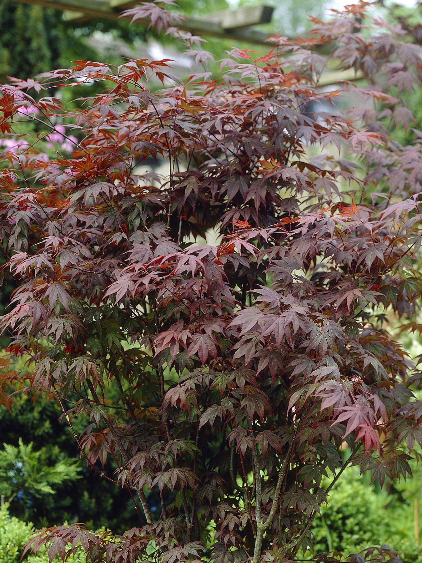  image of you-garden-acer-palmatum-atropurpureum-105cm-pot