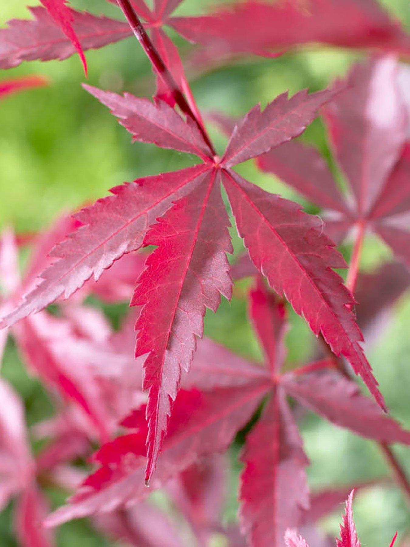  image of you-garden-acer-palmatum-atropurpureum-105cm-pot