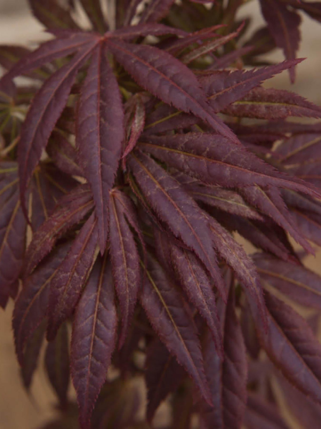  image of you-garden-acer-palmatum-atropurpureum-105cm-pot